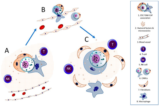 Cellular and Molecular Mechanisms of the Tumor Stroma in Cellular and Molecular Mechanisms of the Tumor Stroma in