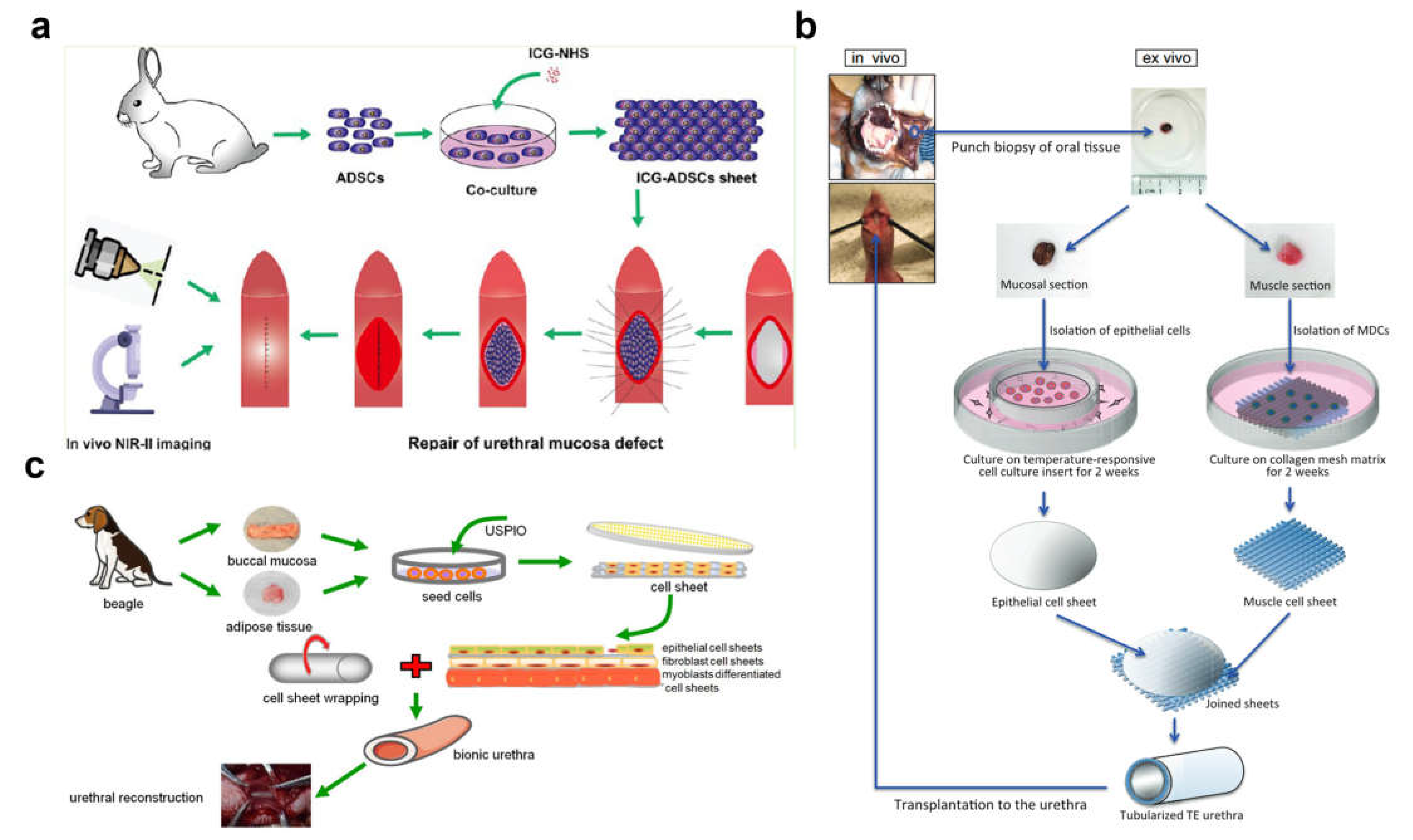 Cell-Based Therapy for Urethral Regeneration: A Narrative Review and ...