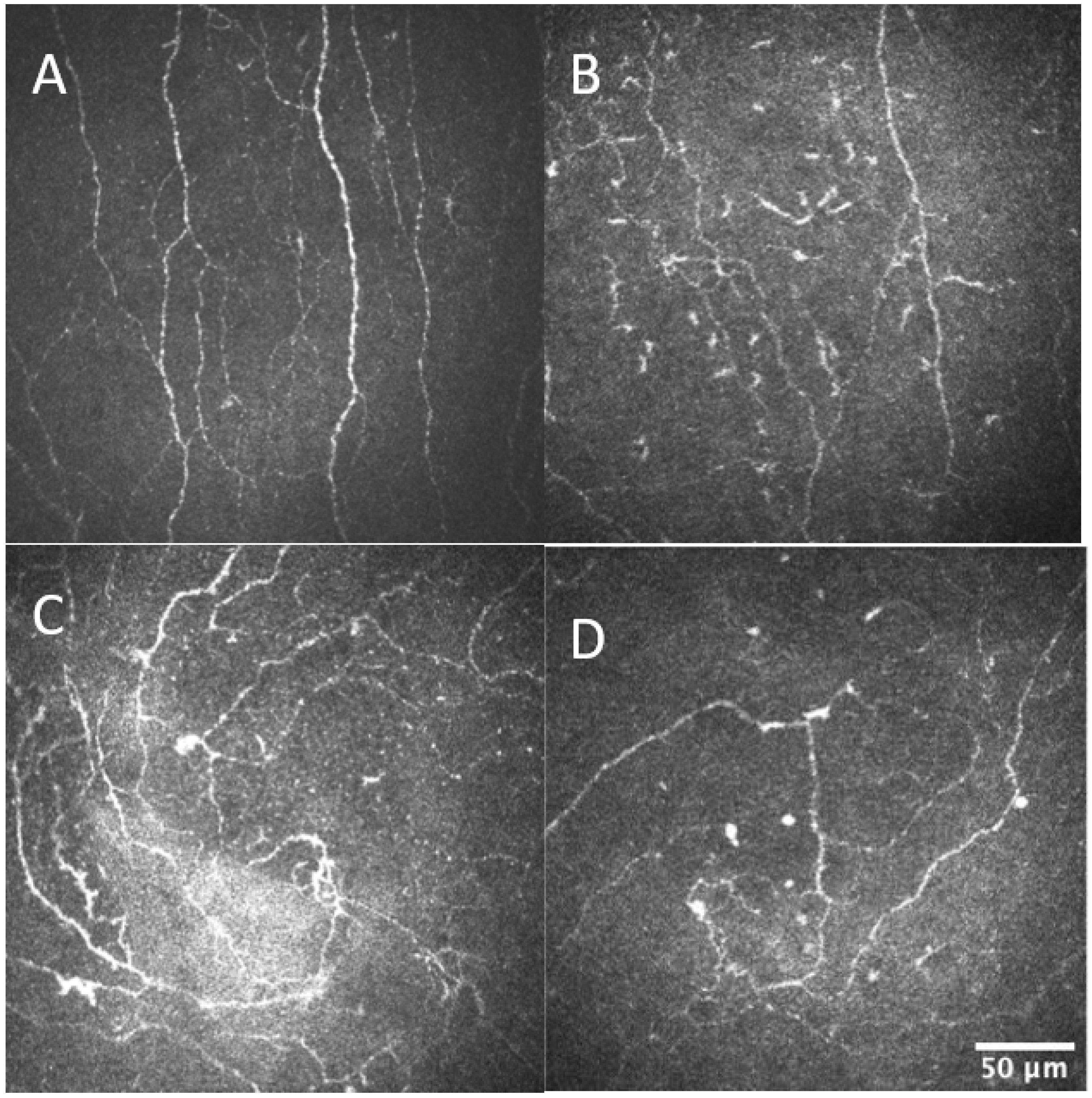 Biomedicines 11 02368 g001