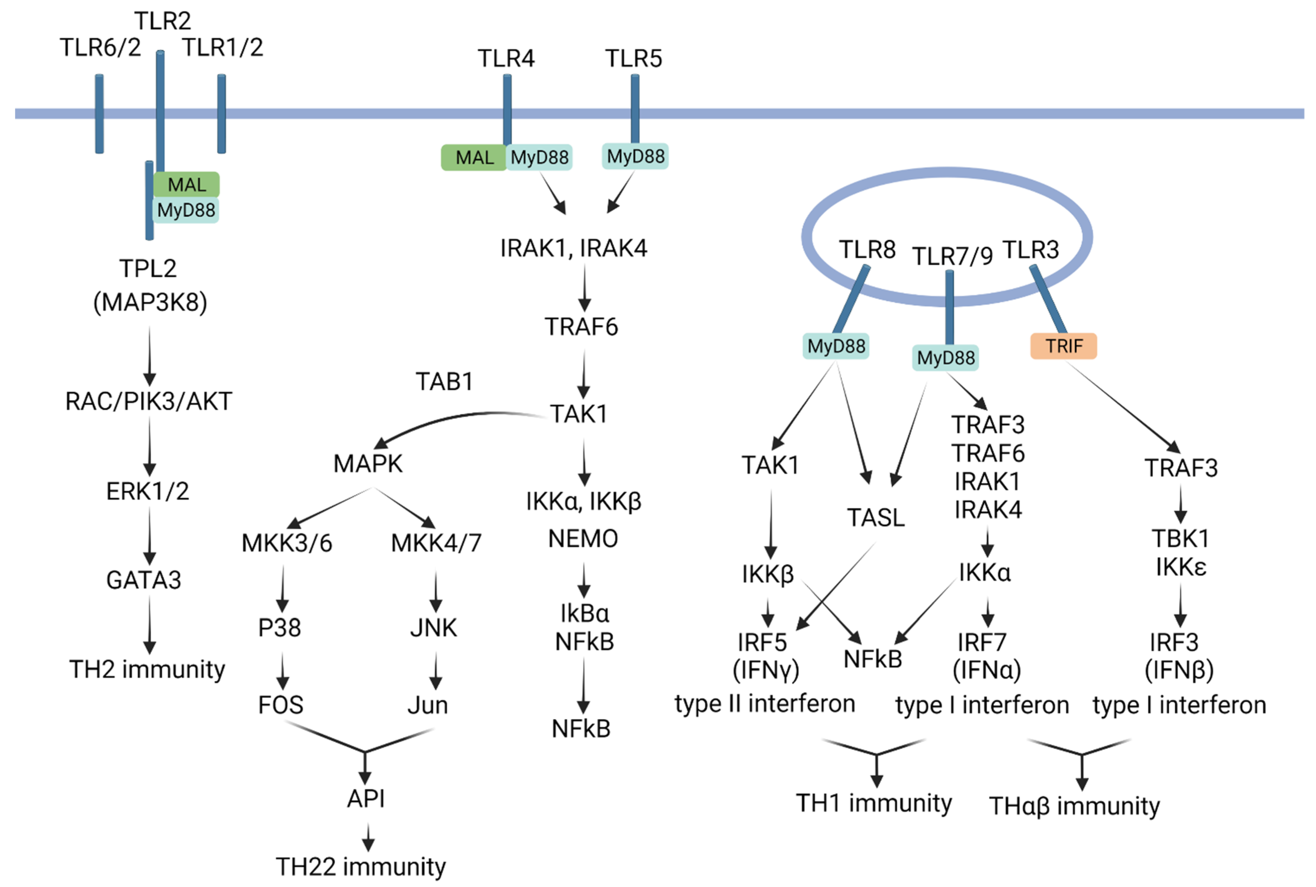 Biomedicines 11 02384 g002 Biomedicines 11 02384 g002