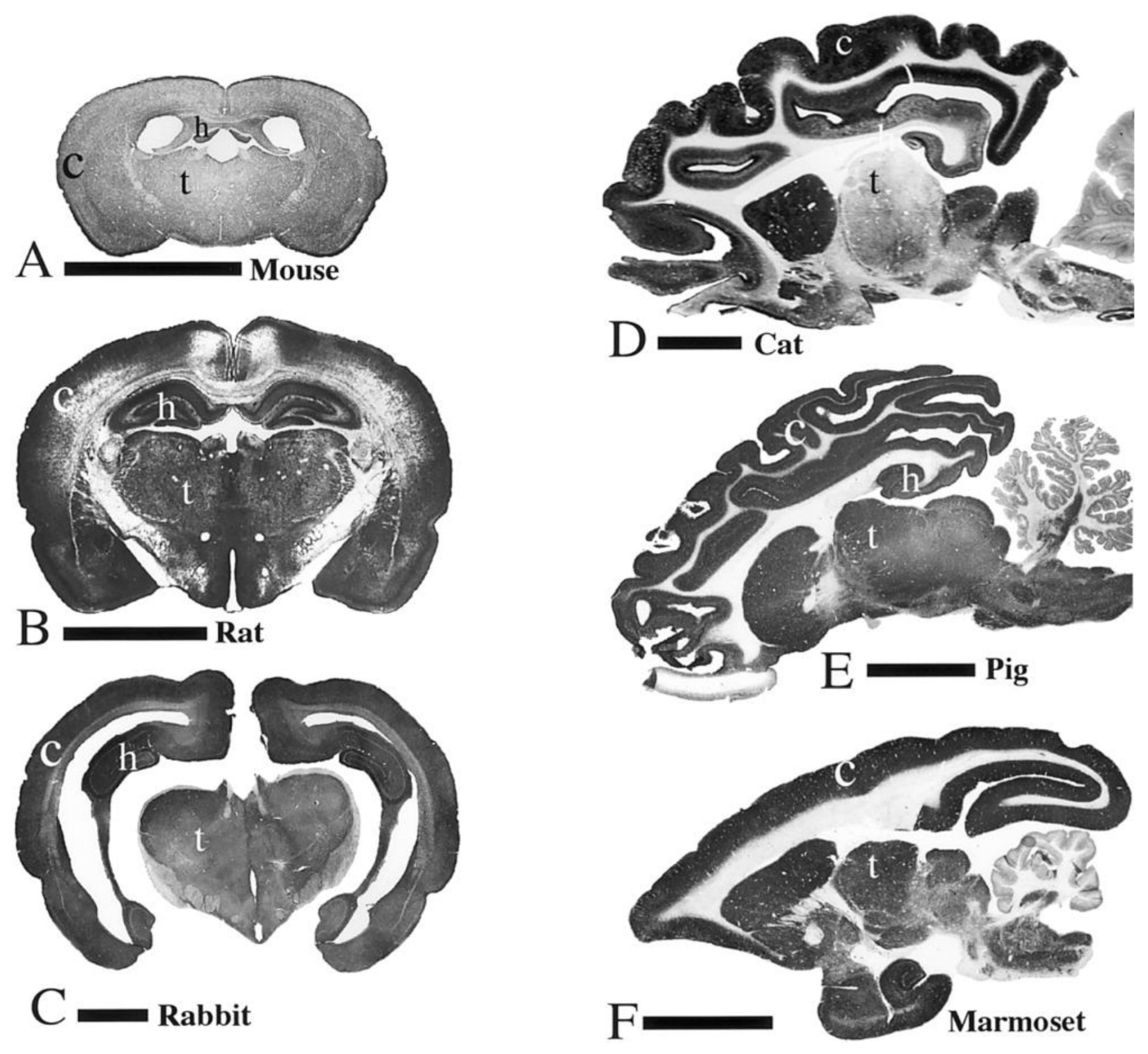 Biomedicines 11 02388 g001 Biomedicines 11 02388 g001