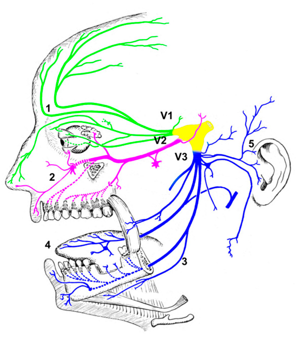 Biomedicines 11 02392 g001 Biomedicines 11 02392 g001