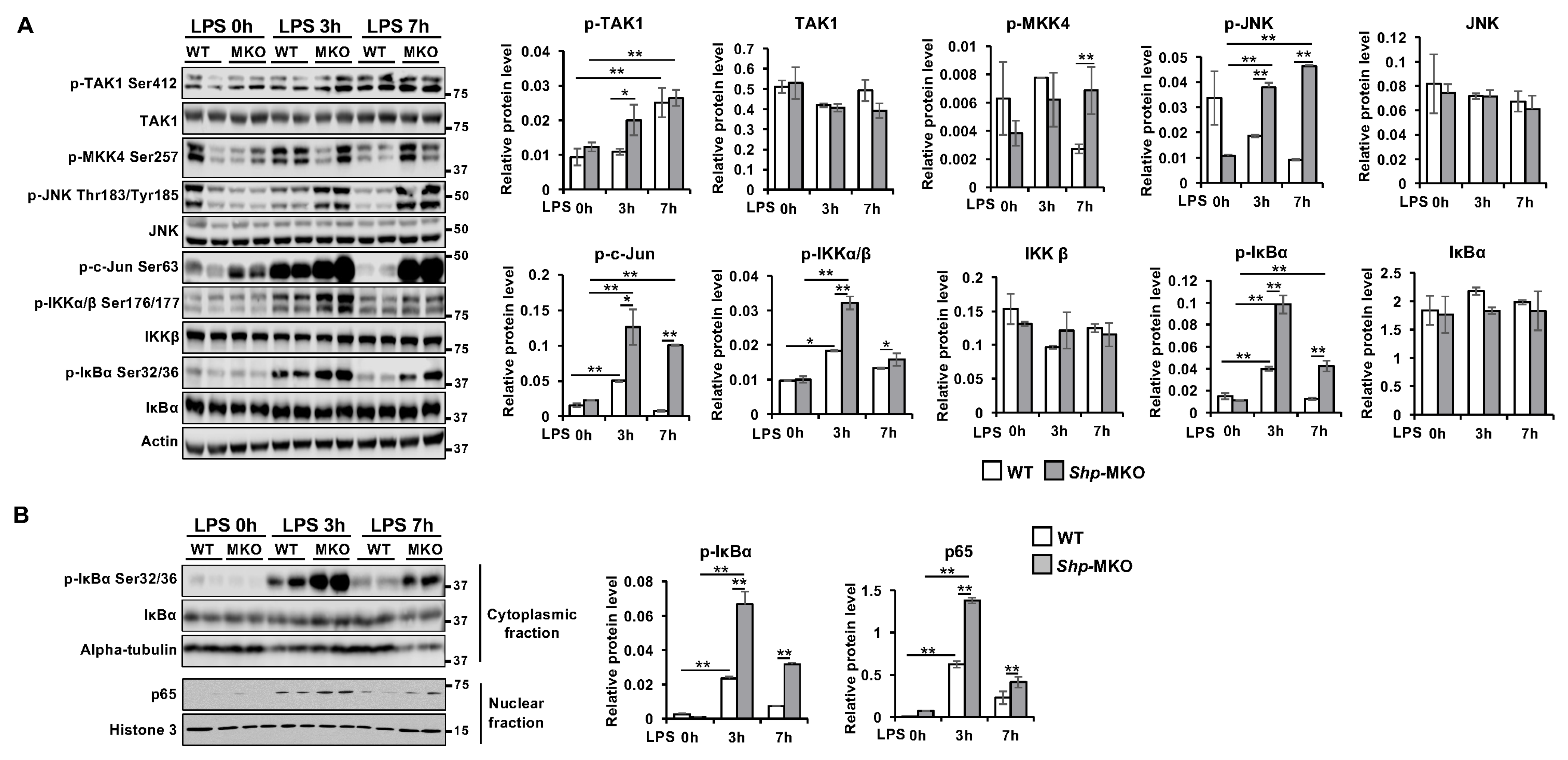 Biomedicines 11 02403 g006 Biomedicines 11 02403 g006