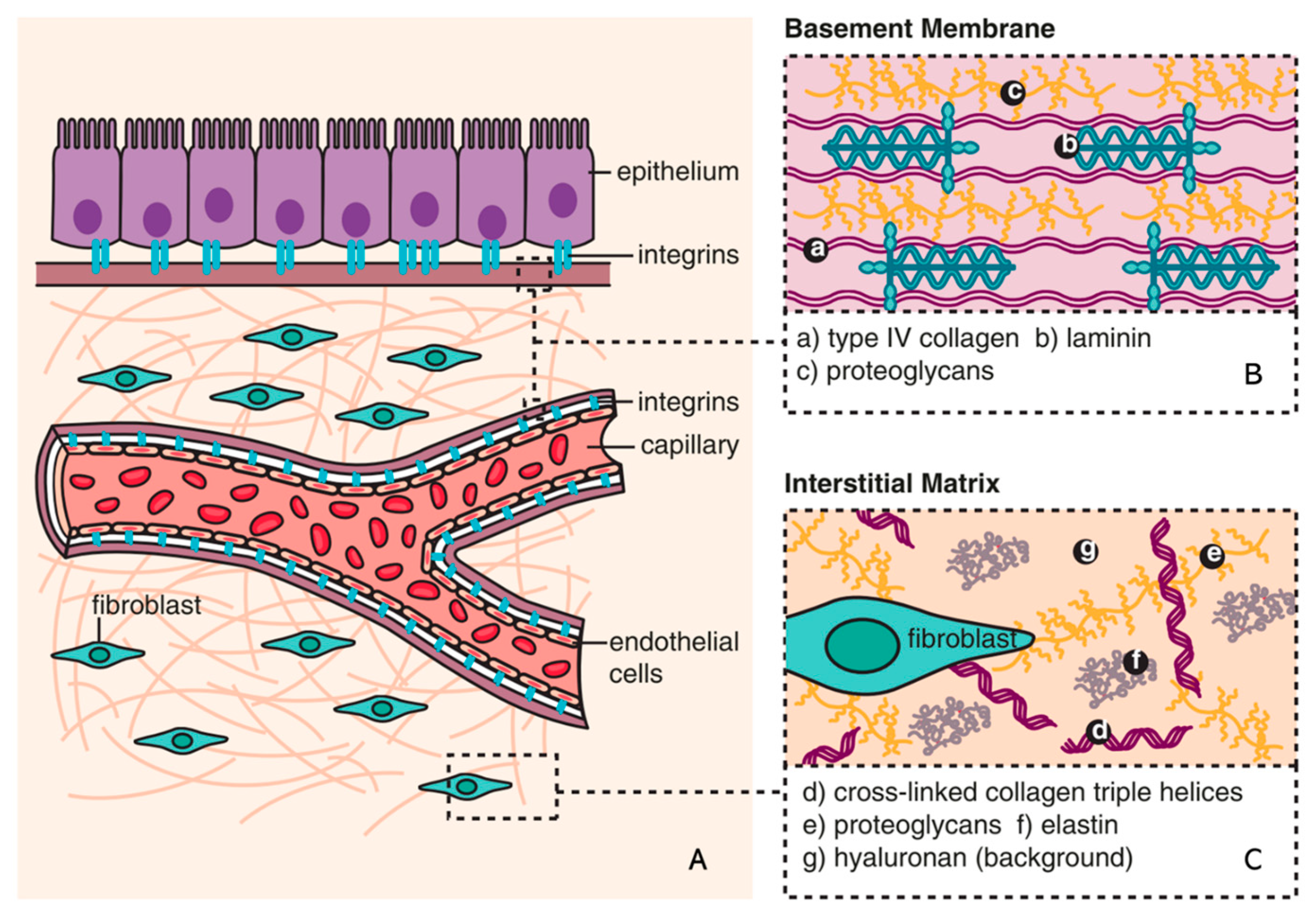 Biomedicines 11 02408 g001