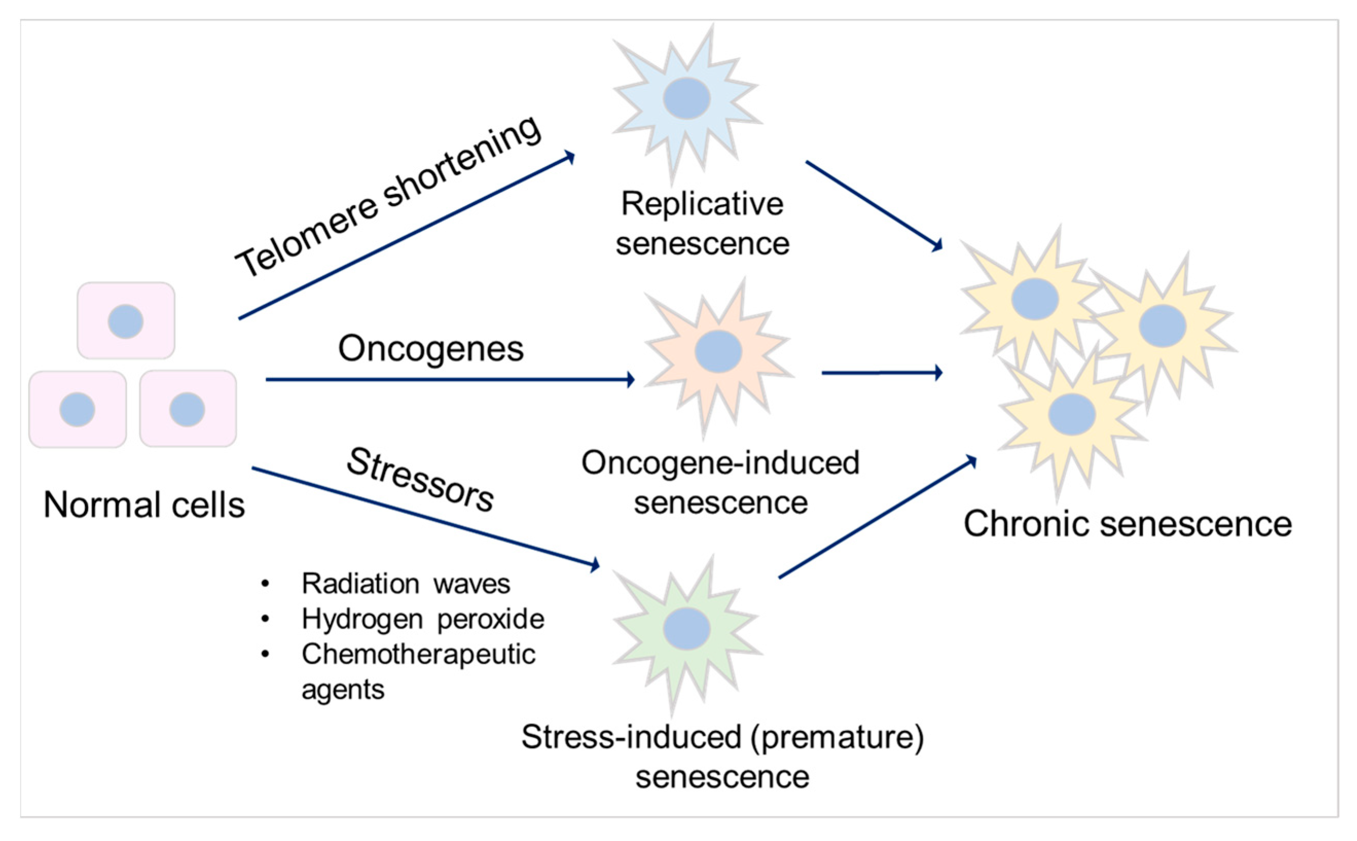 Biomedicines 11 02408 g002