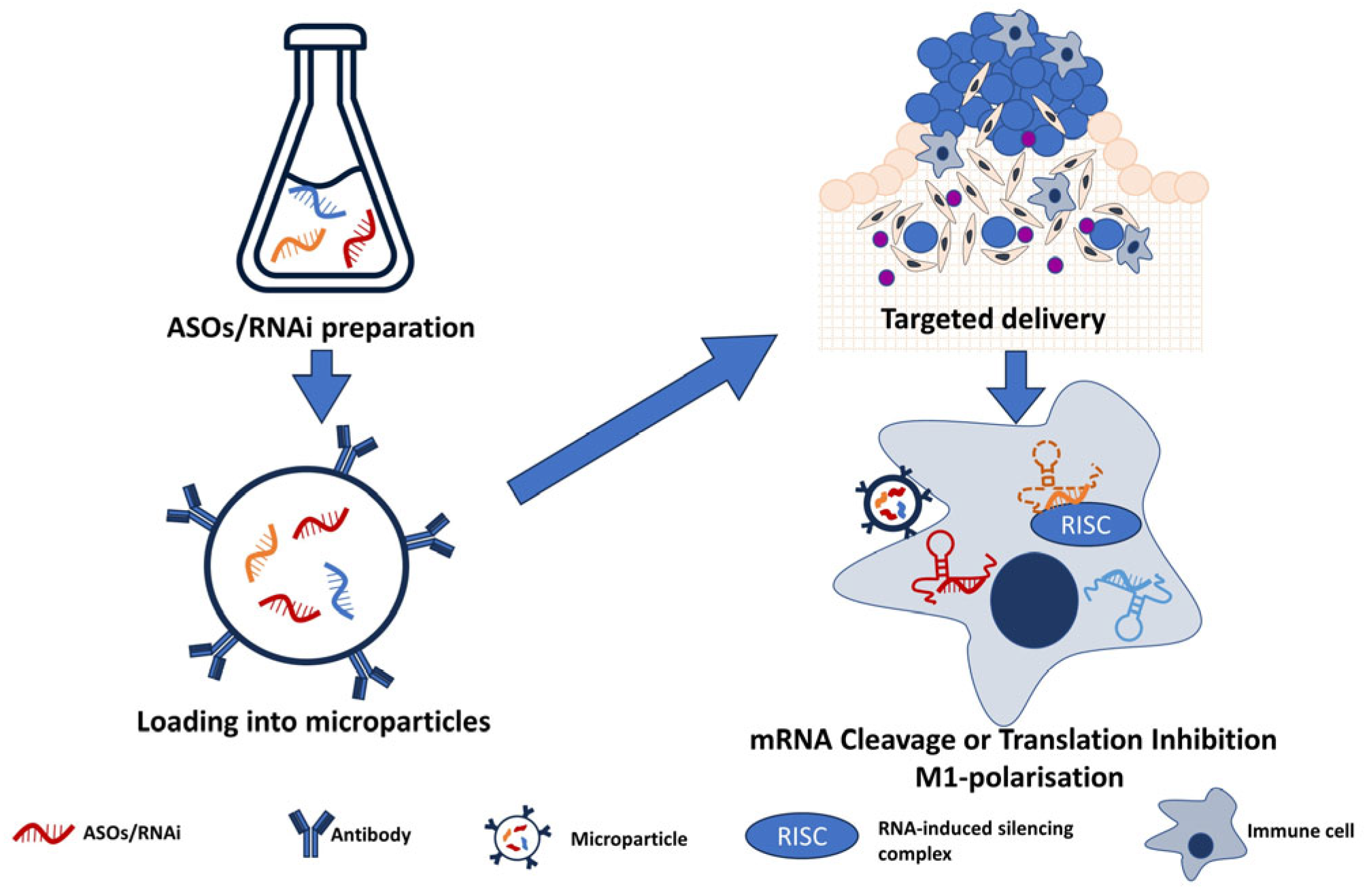 Biomedicines 11 02411 g003