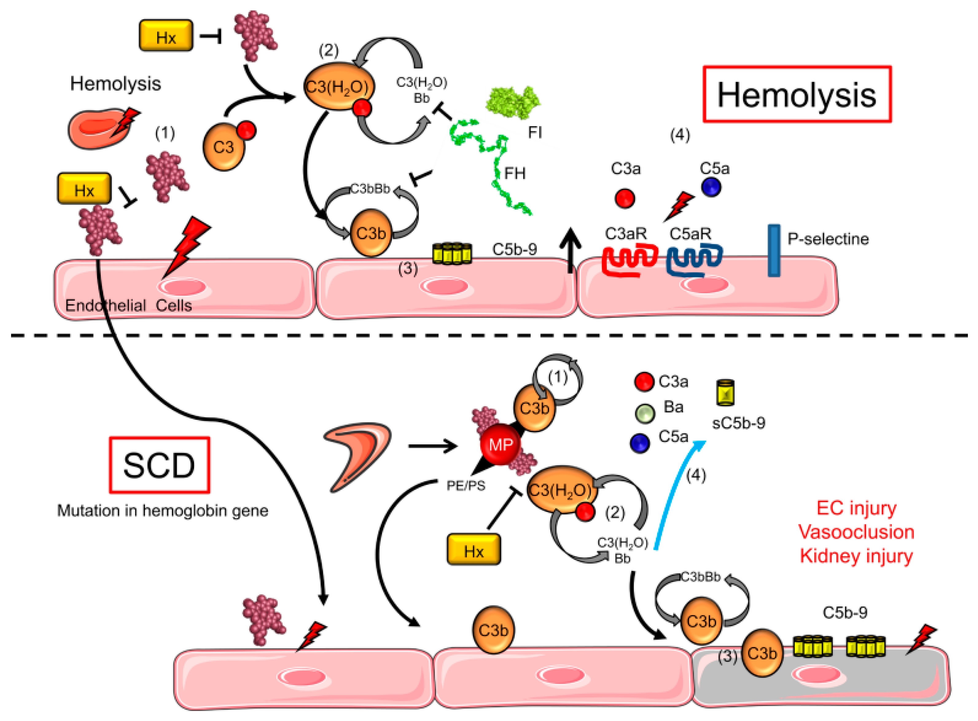 Biomedicines 11 02413 g001