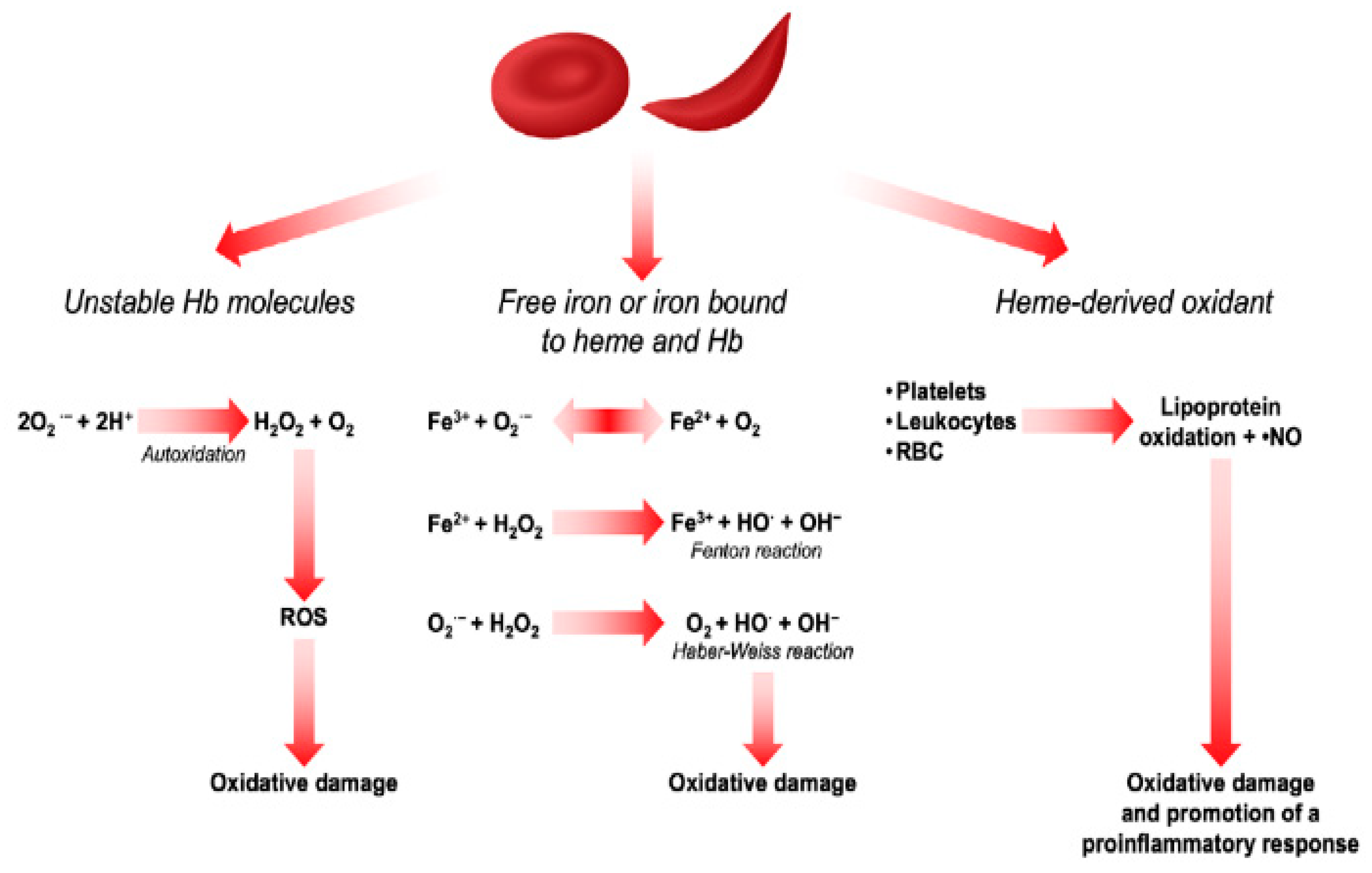 Biomedicines 11 02413 g002