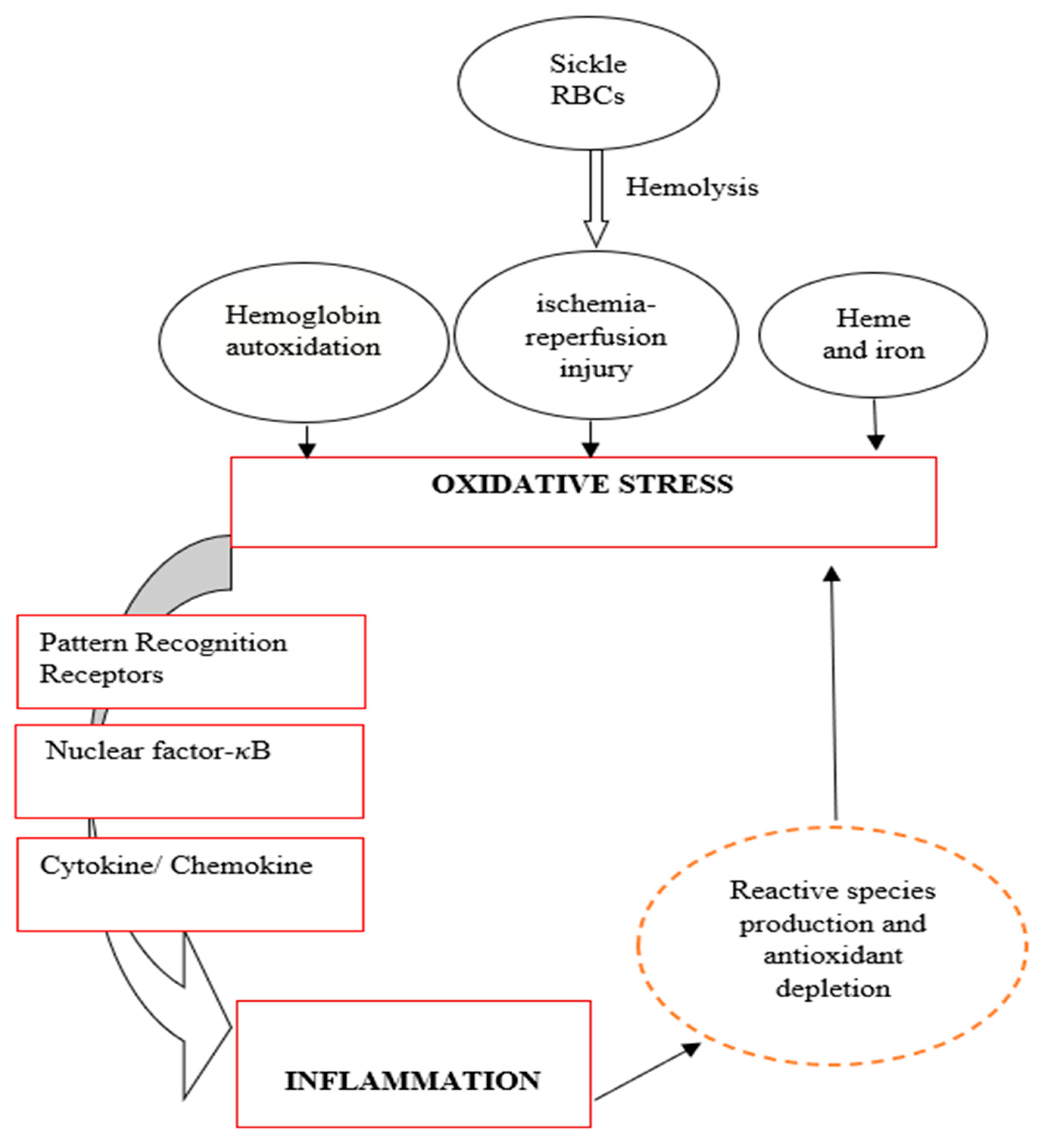 Biomedicines 11 02413 g003