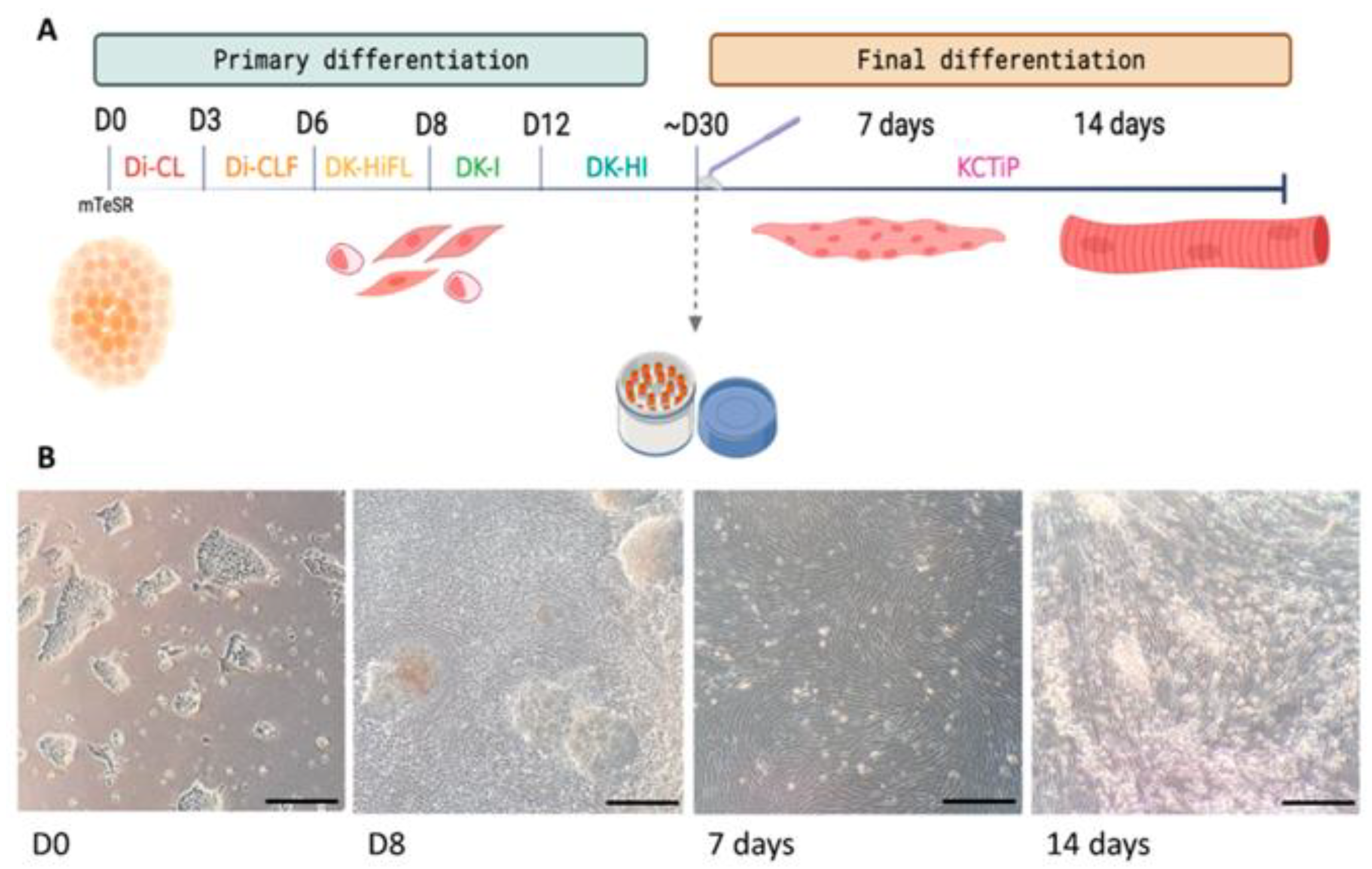 Biomedicines 11 02434 g001