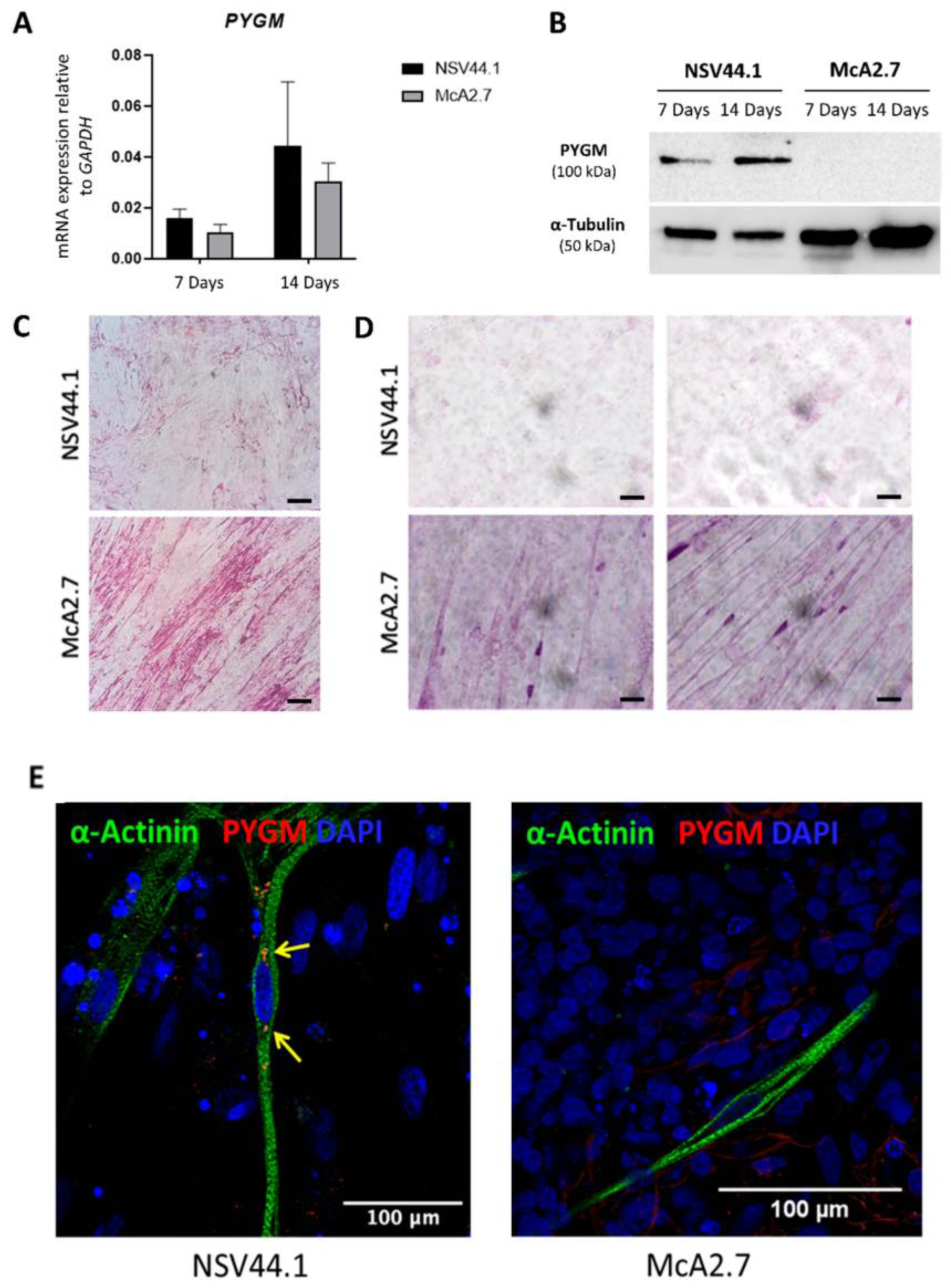 Biomedicines 11 02434 g004