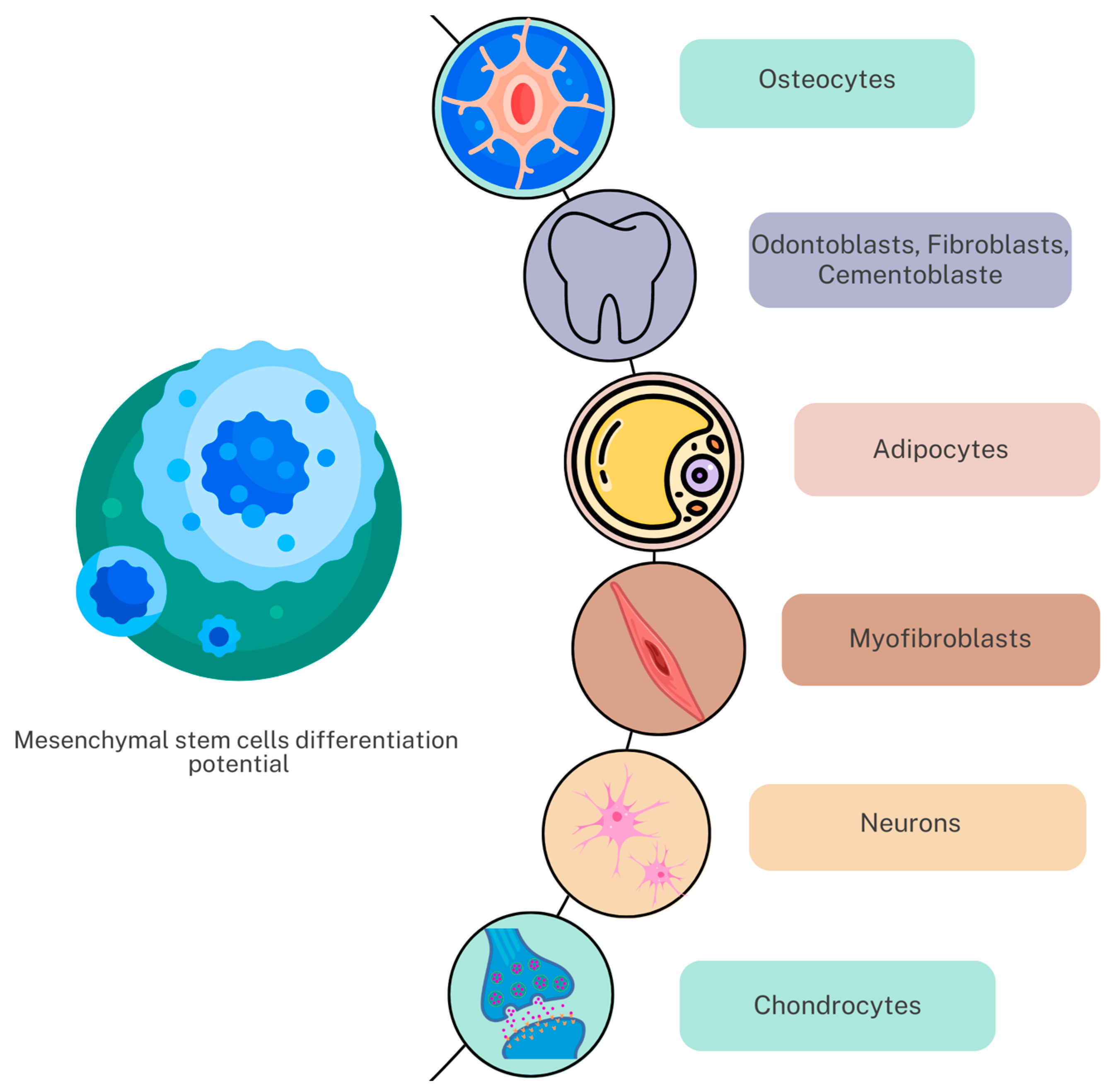 Biomedicines 11 02436 g001 Biomedicines 11 02436 g001