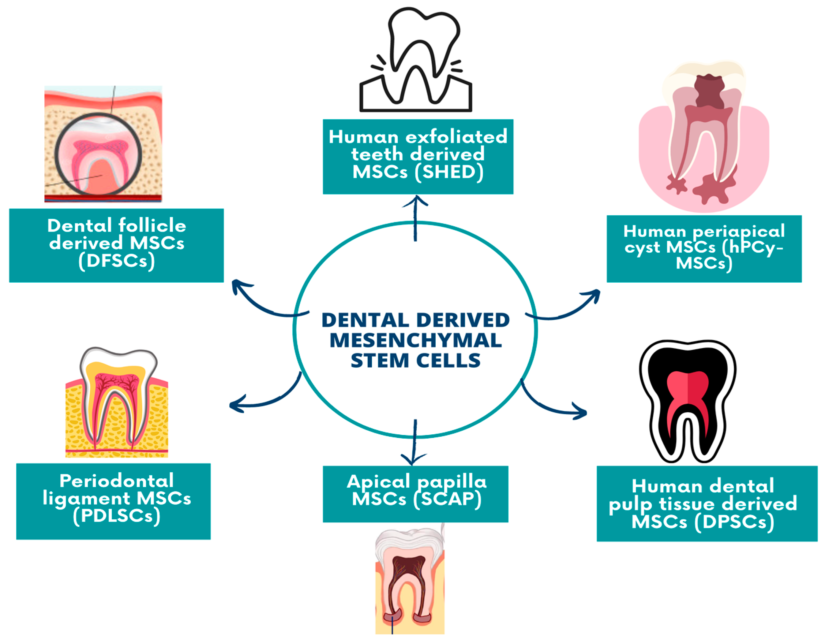Biomedicines 11 02436 g002 Biomedicines 11 02436 g002