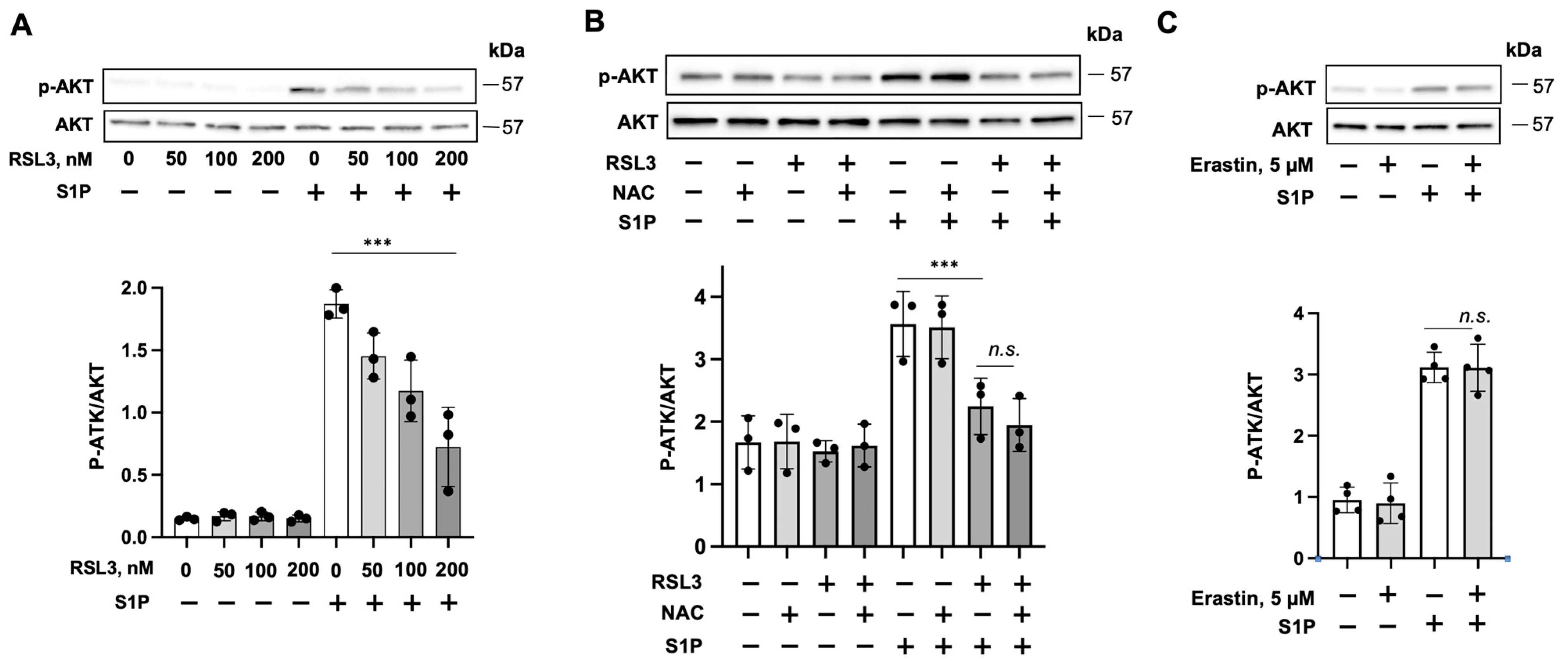 Biomedicines 11 02451 g002