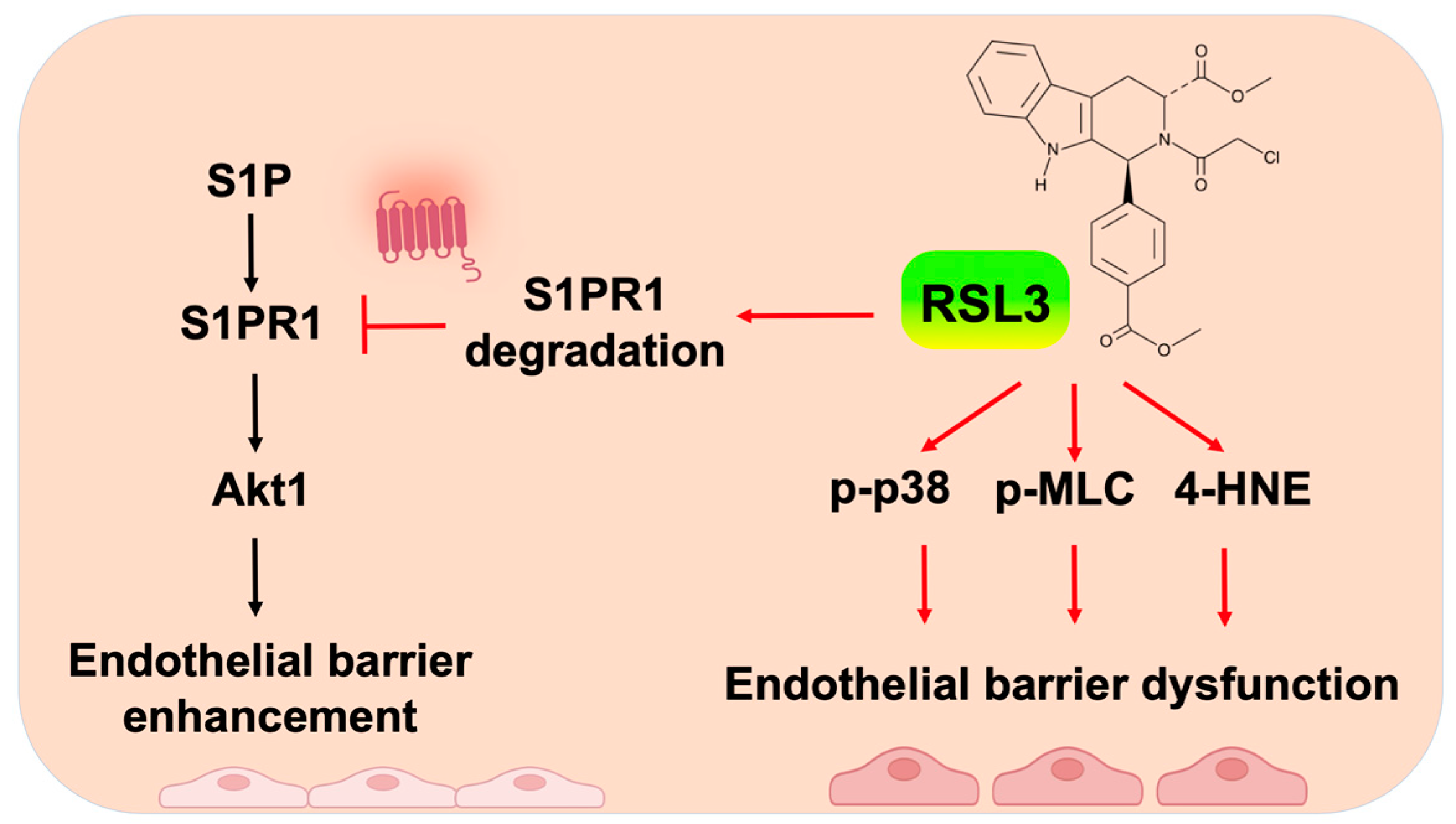 Biomedicines 11 02451 g008