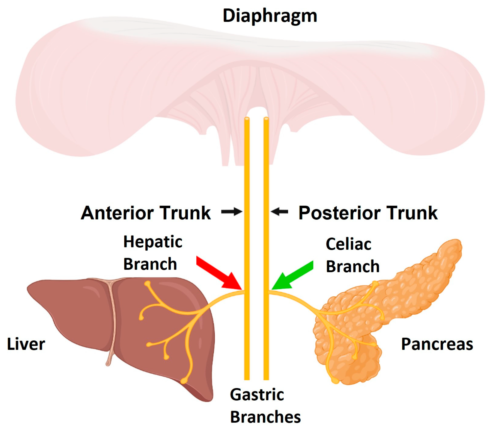 Biomedicines 11 02452 g003