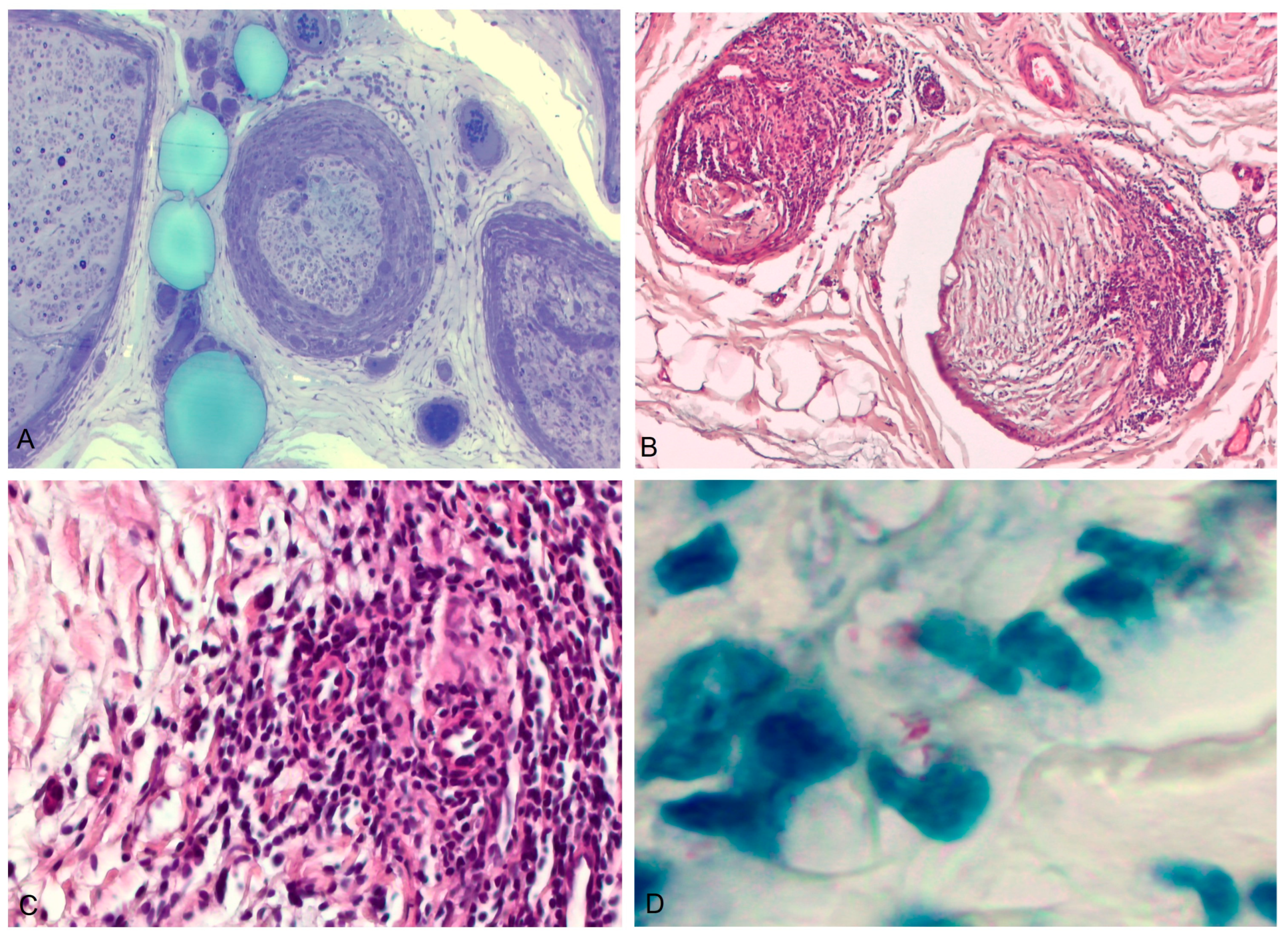 Biomedicines 11 02468 g002