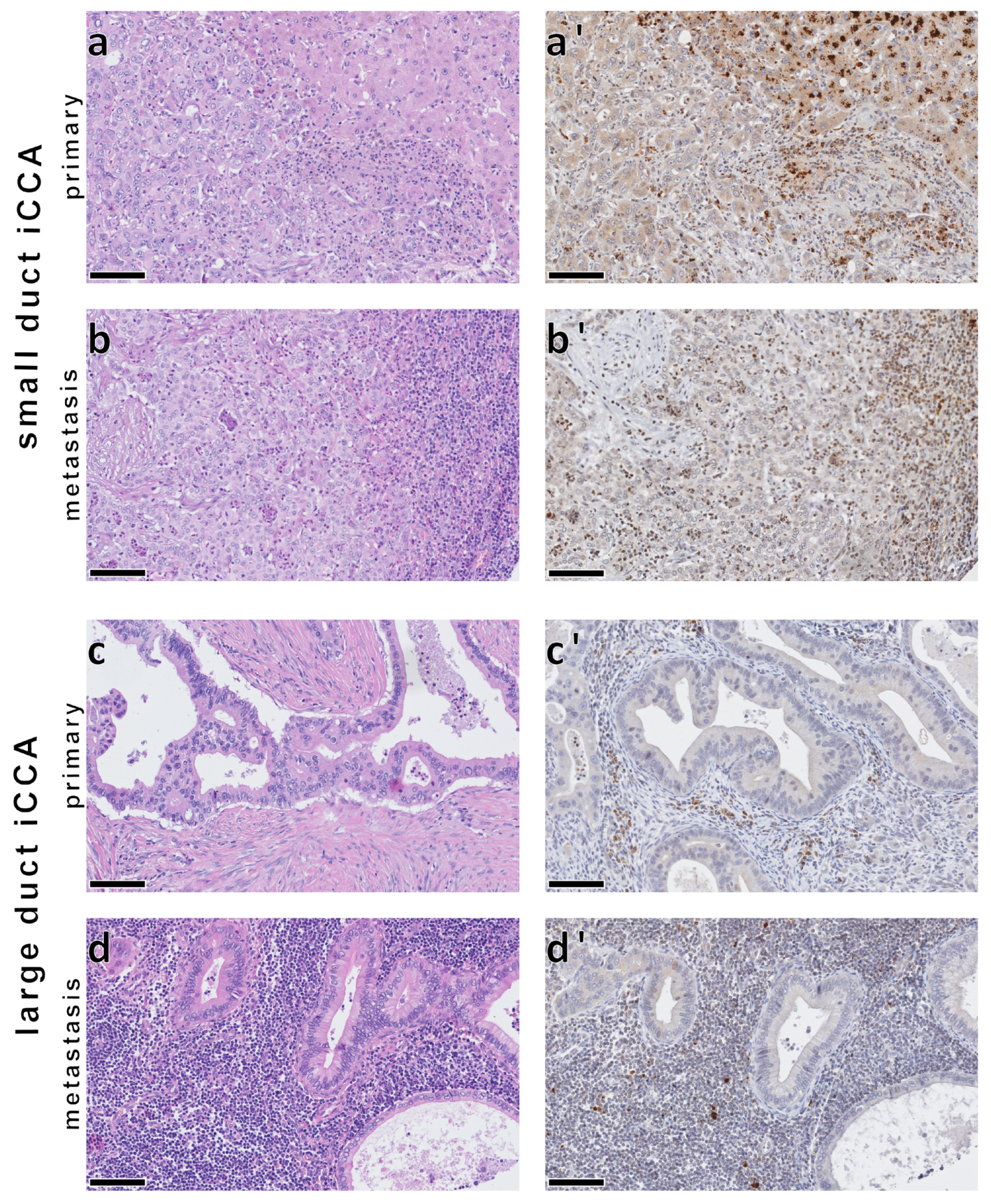 Biomedicines 11 02471 g004