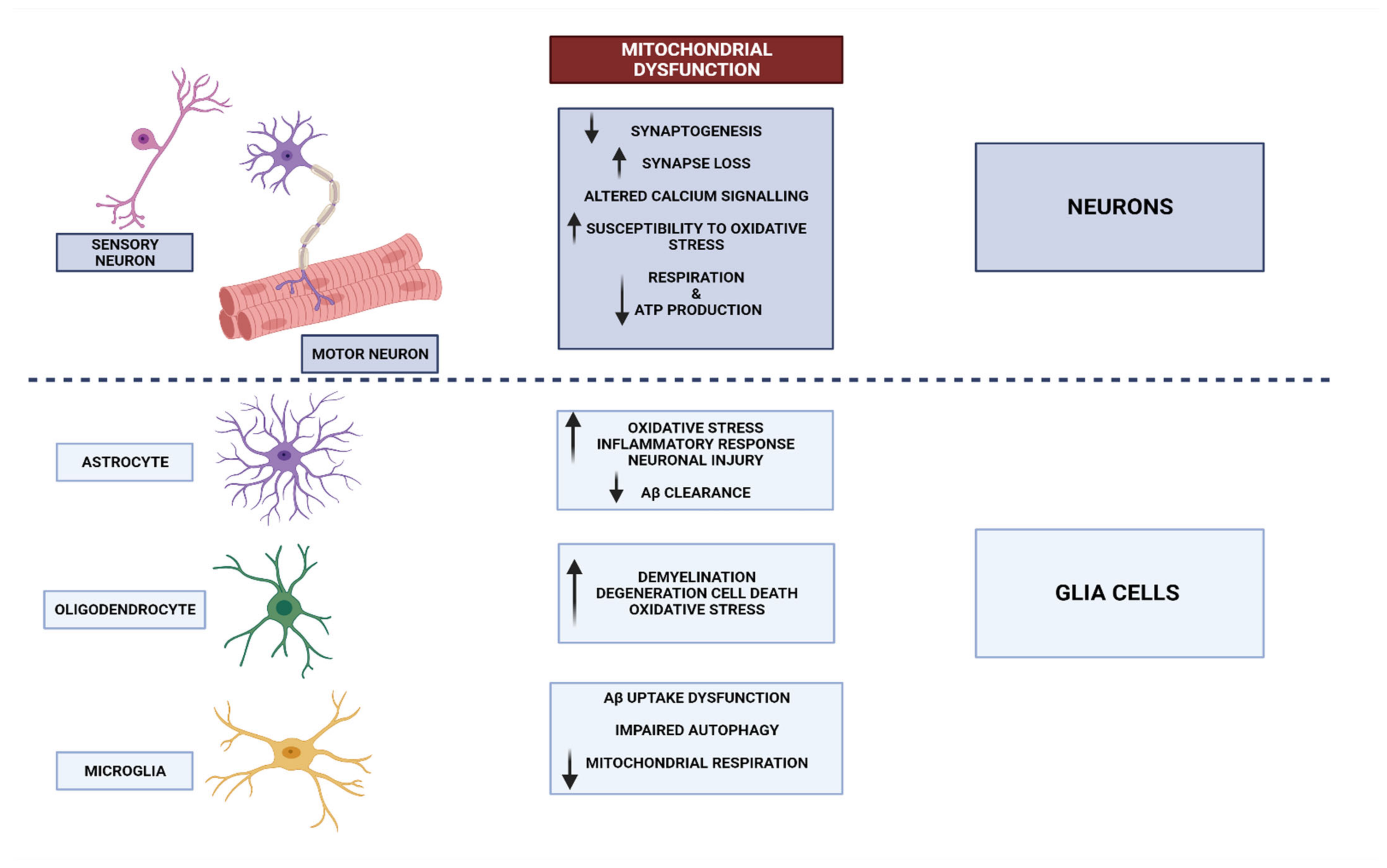 Independent Aftereffects of Fat and Muscle: Implications for neural  encoding, body space representation, and body image disturbance