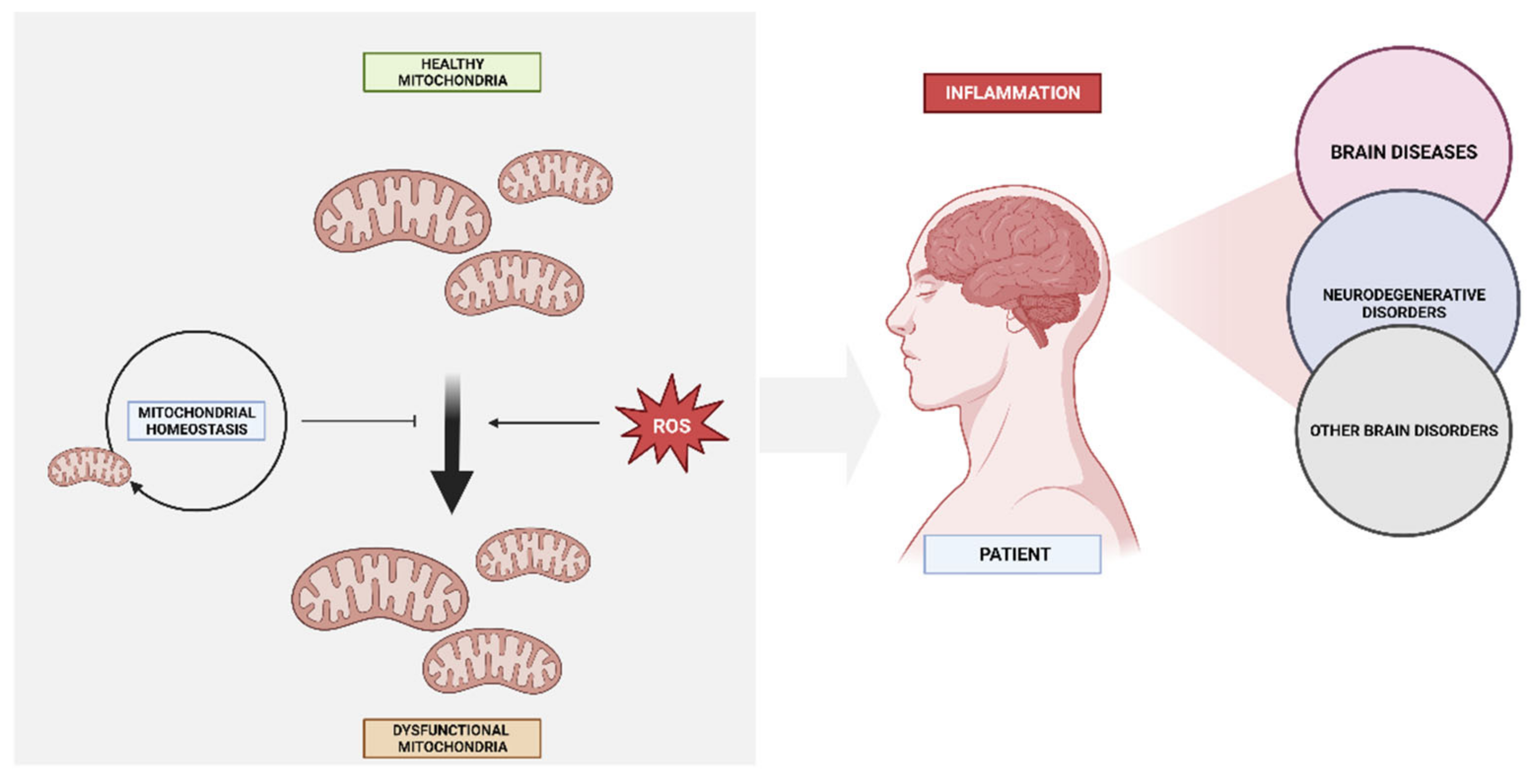 Biomedicines 11 02488 g003
