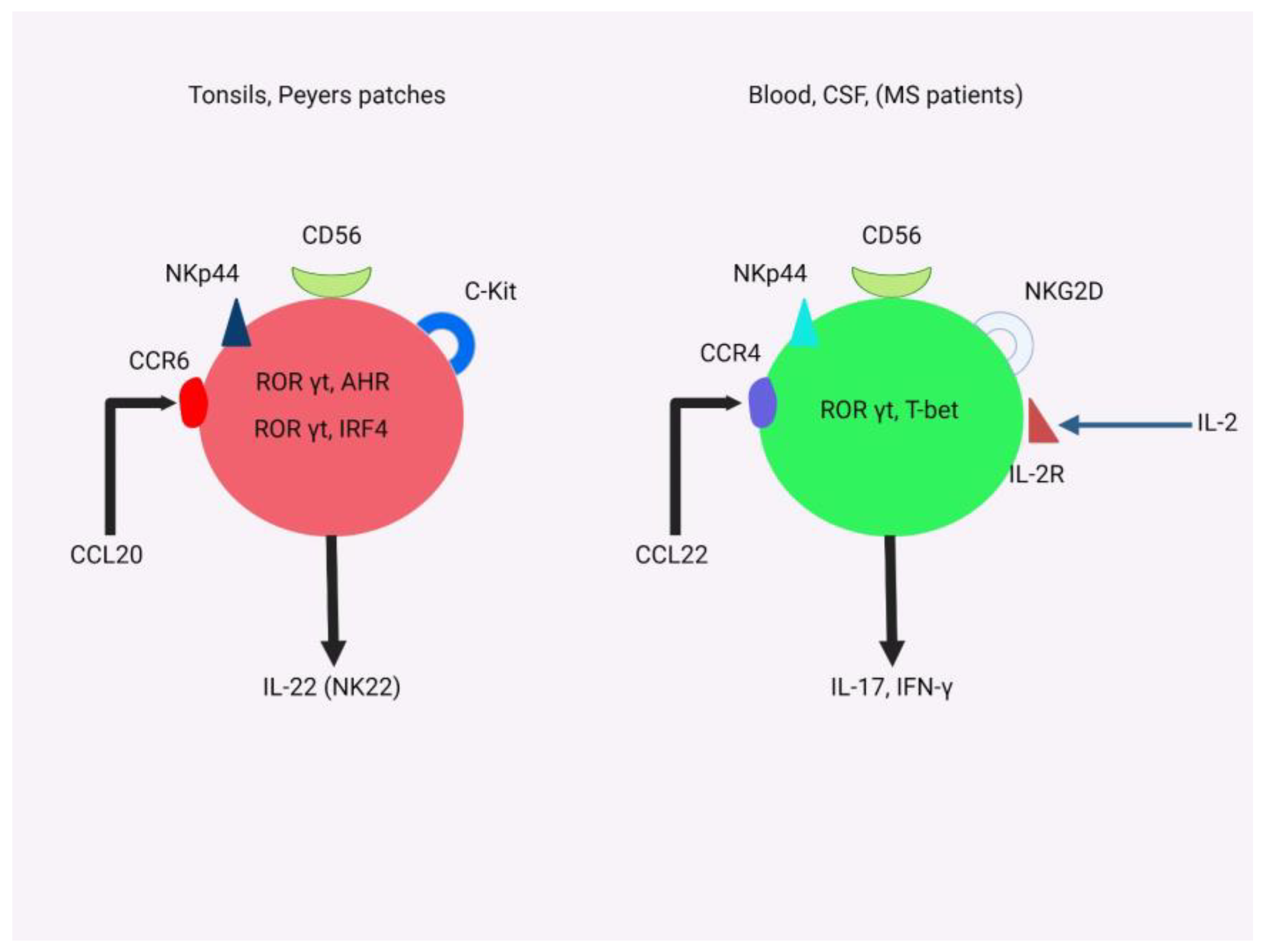 A Comprehensive Review on Neuroimmunology: Insights from