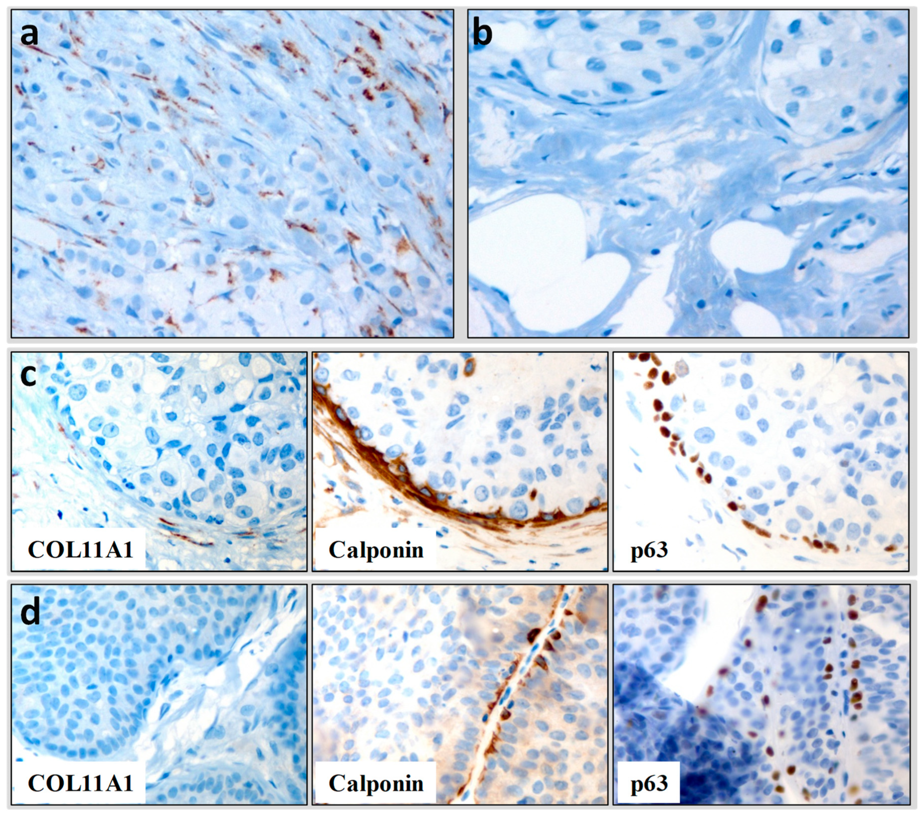 Biomedicines 11 02496 g001 Biomedicines 11 02496 g001
