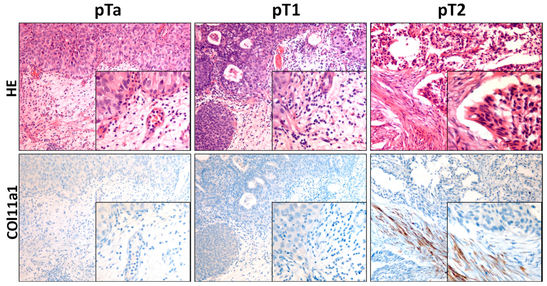 Biomedicines 11 02496 g004 Biomedicines 11 02496 g004