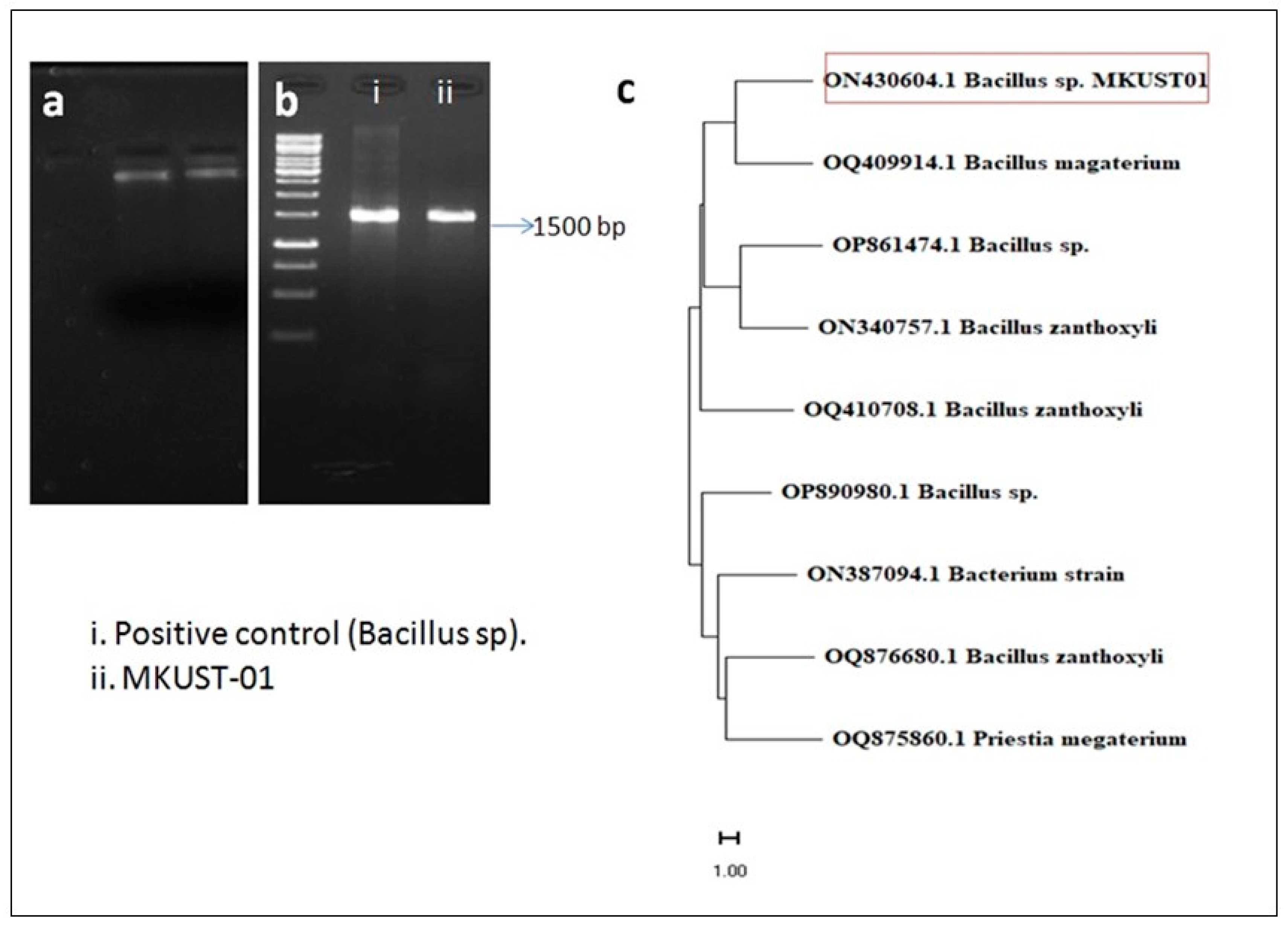 Biomedicines 11 02520 g001