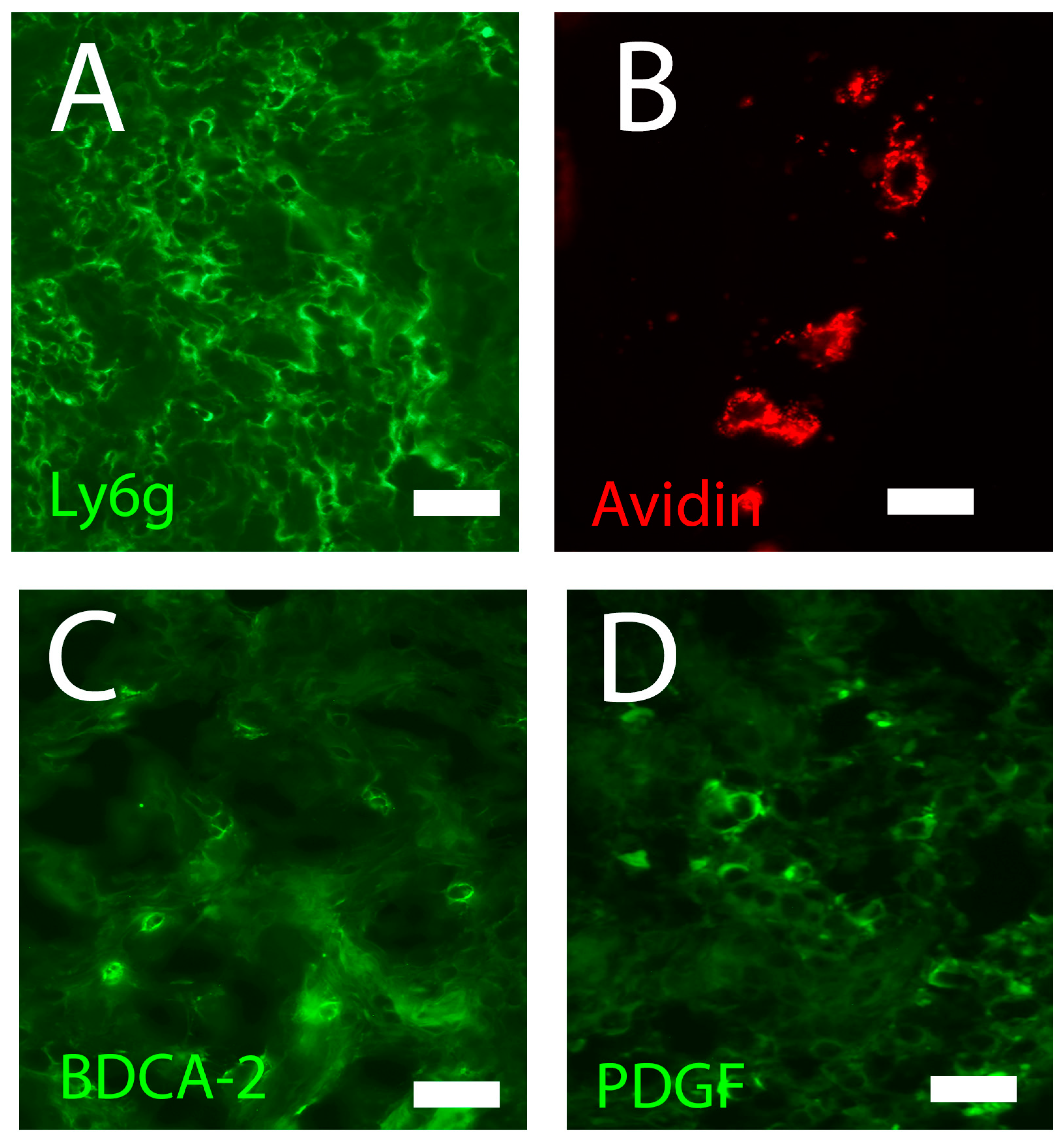 Biomedicines 11 02526 g002