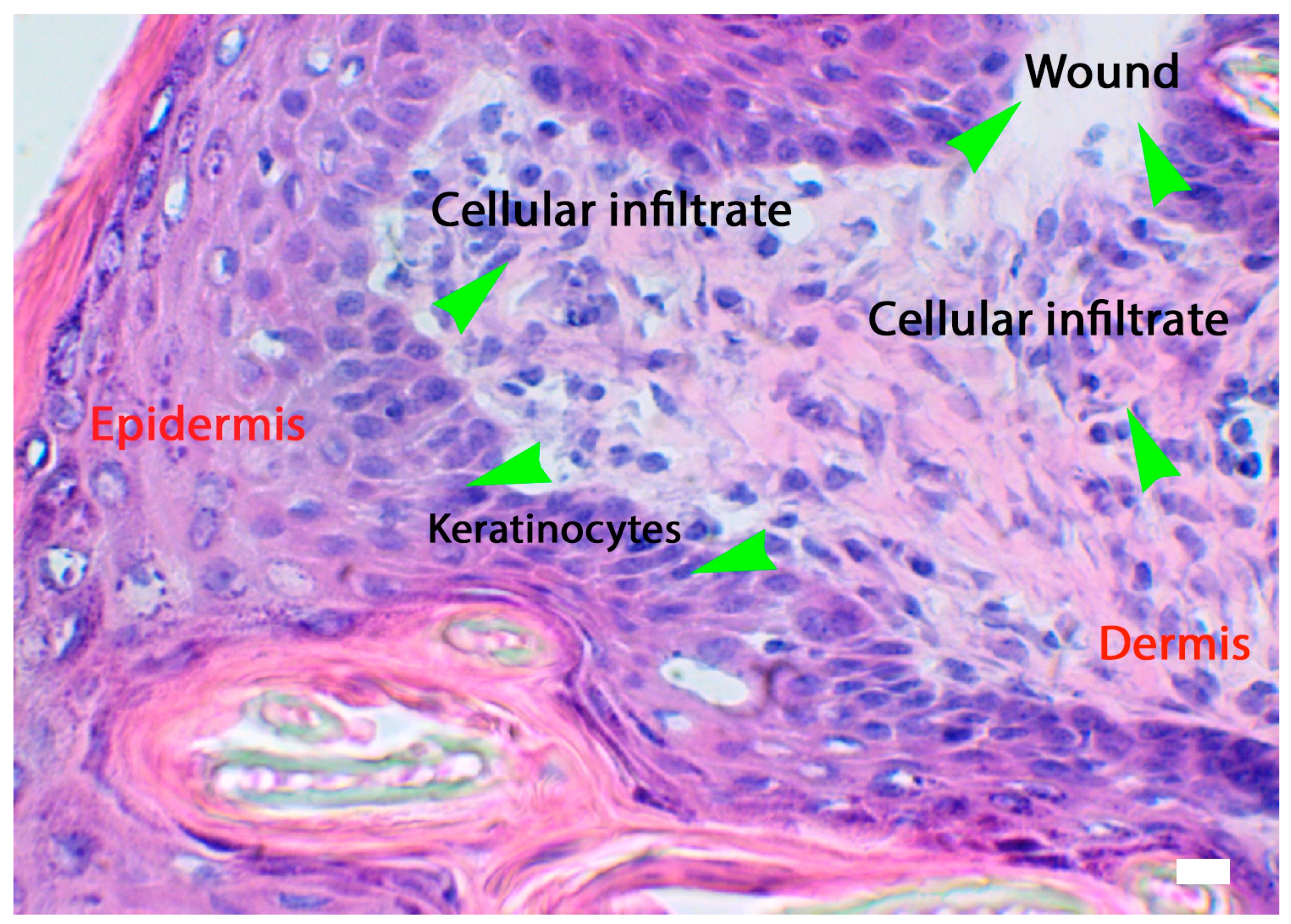 Biomedicines 11 02526 g003