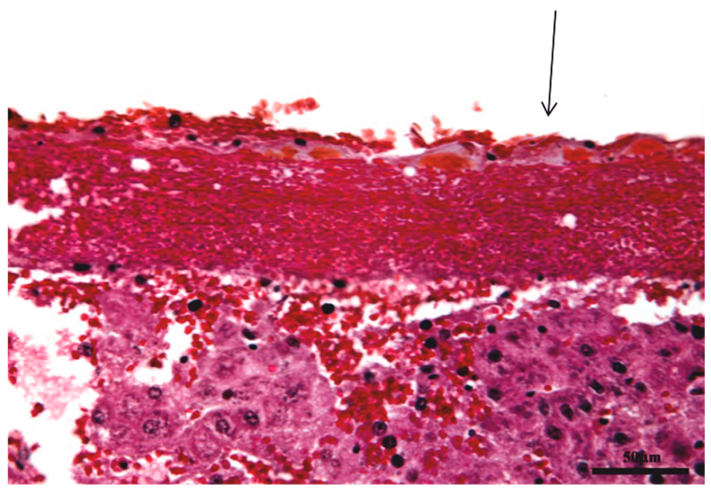 Biomedicines 11 02529 g002