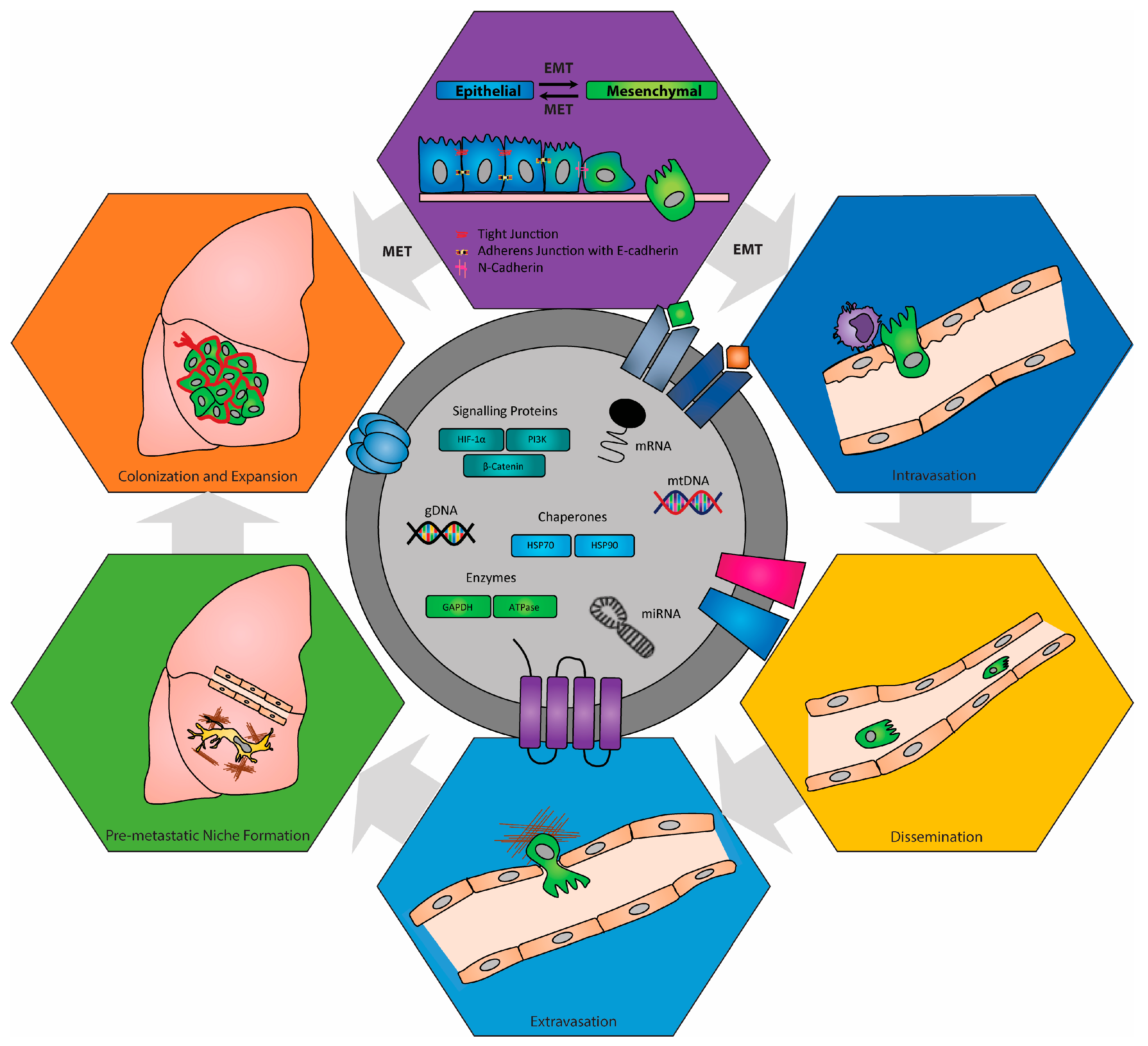 Biomedicines 11 02534 g003