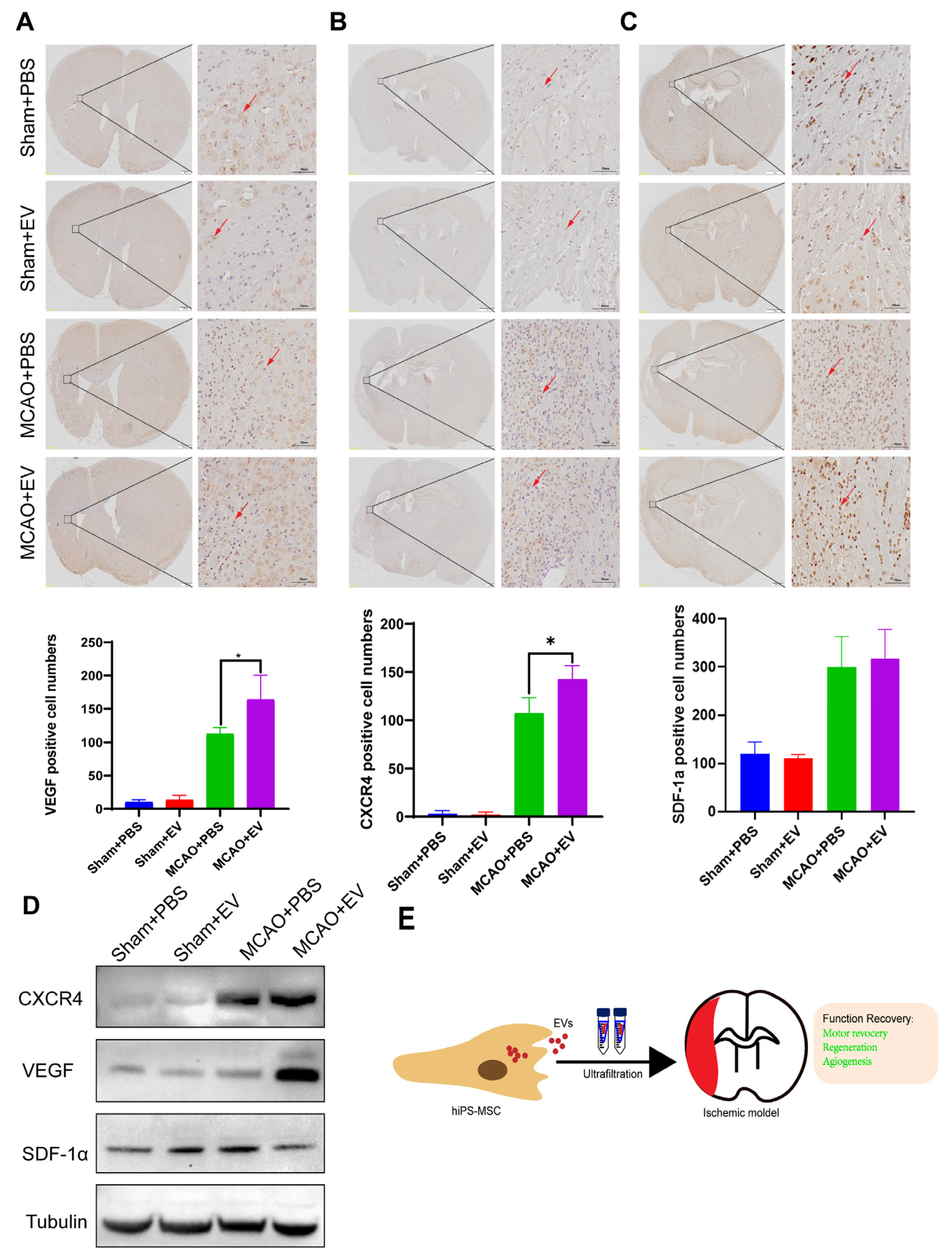 Biomedicines 11 02550 g006