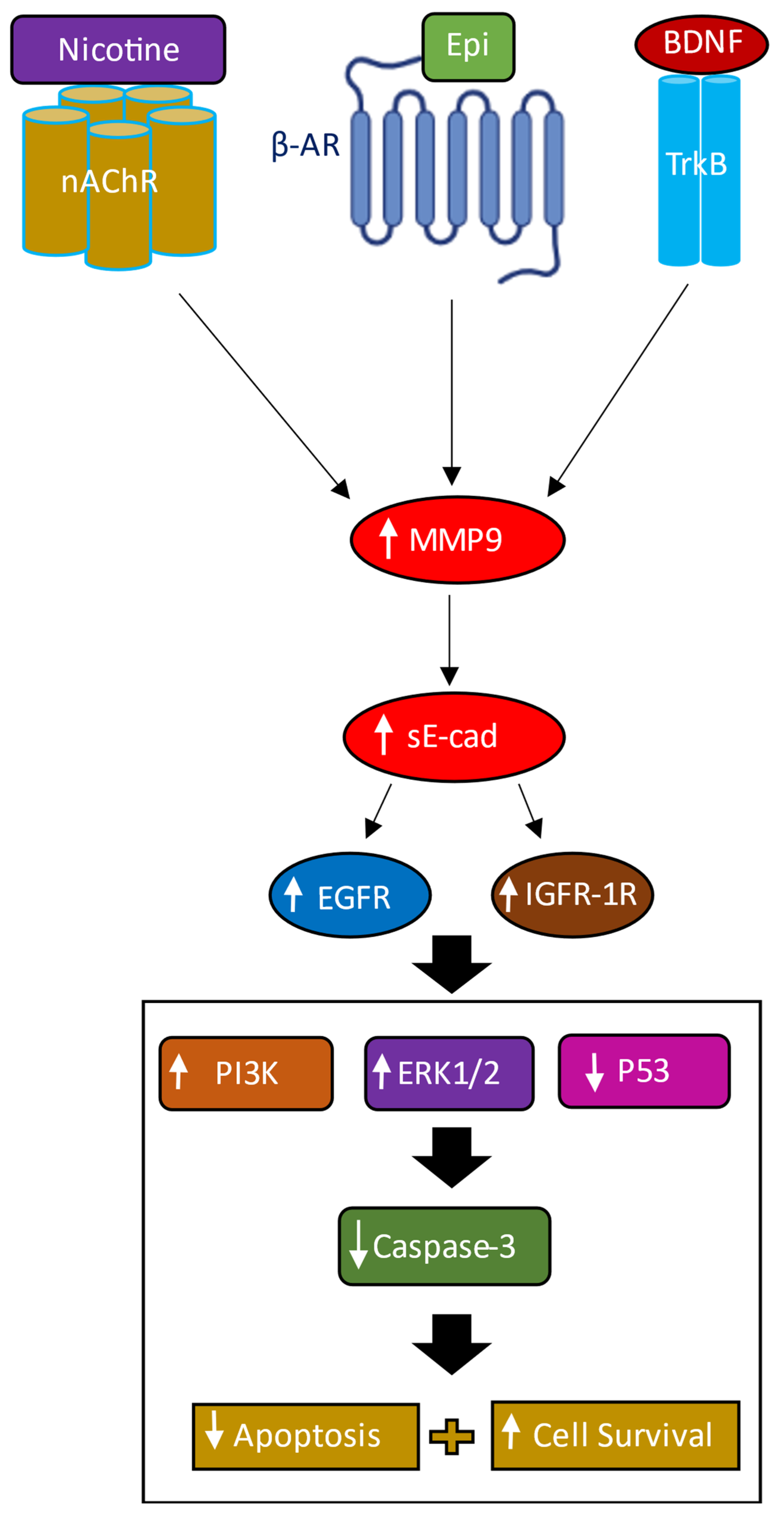 Biomedicines 11 02555 g007 Biomedicines 11 02555 g007
