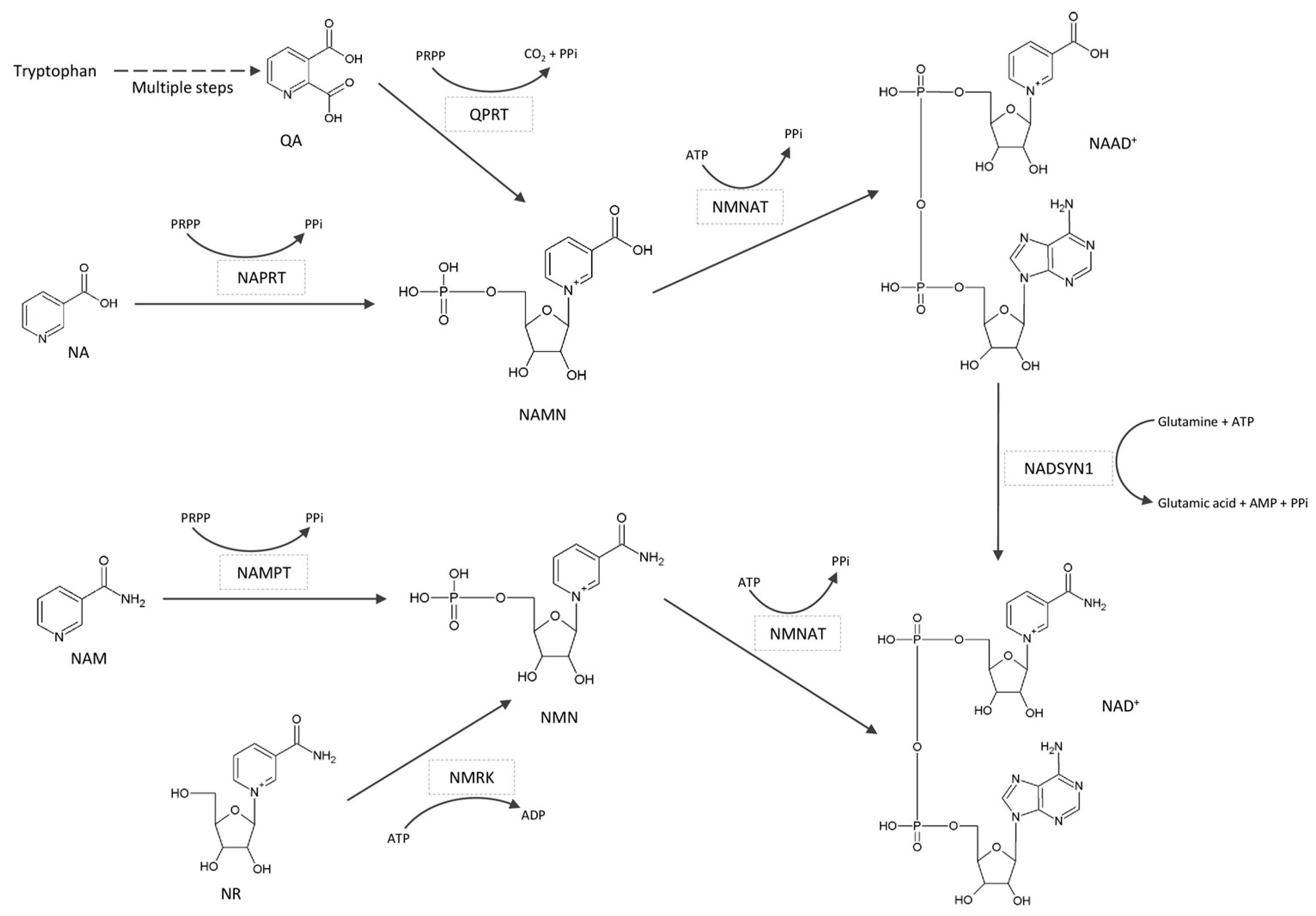 Biomedicines 11 02560 g003