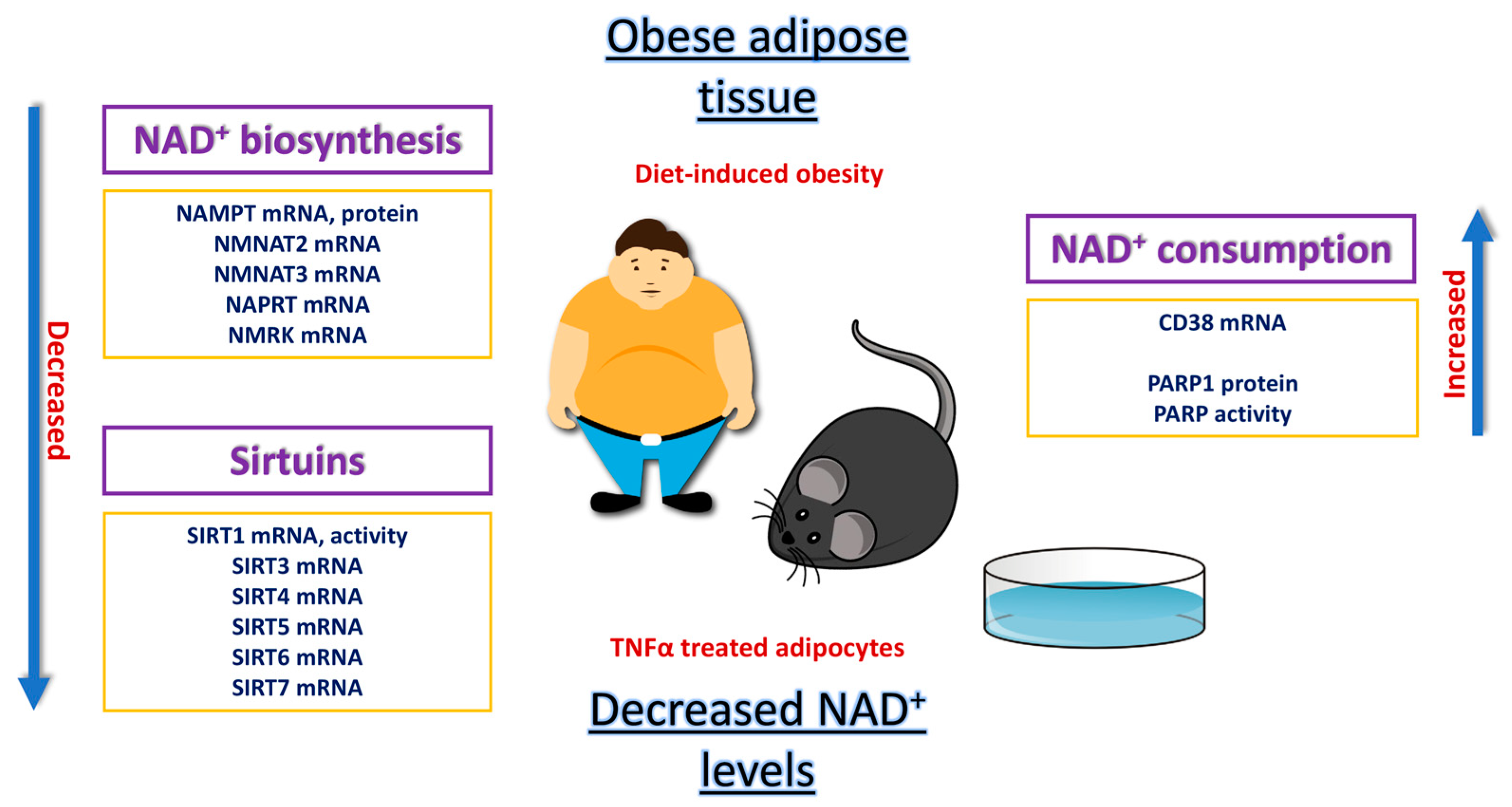 Biomedicines 11 02560 g006