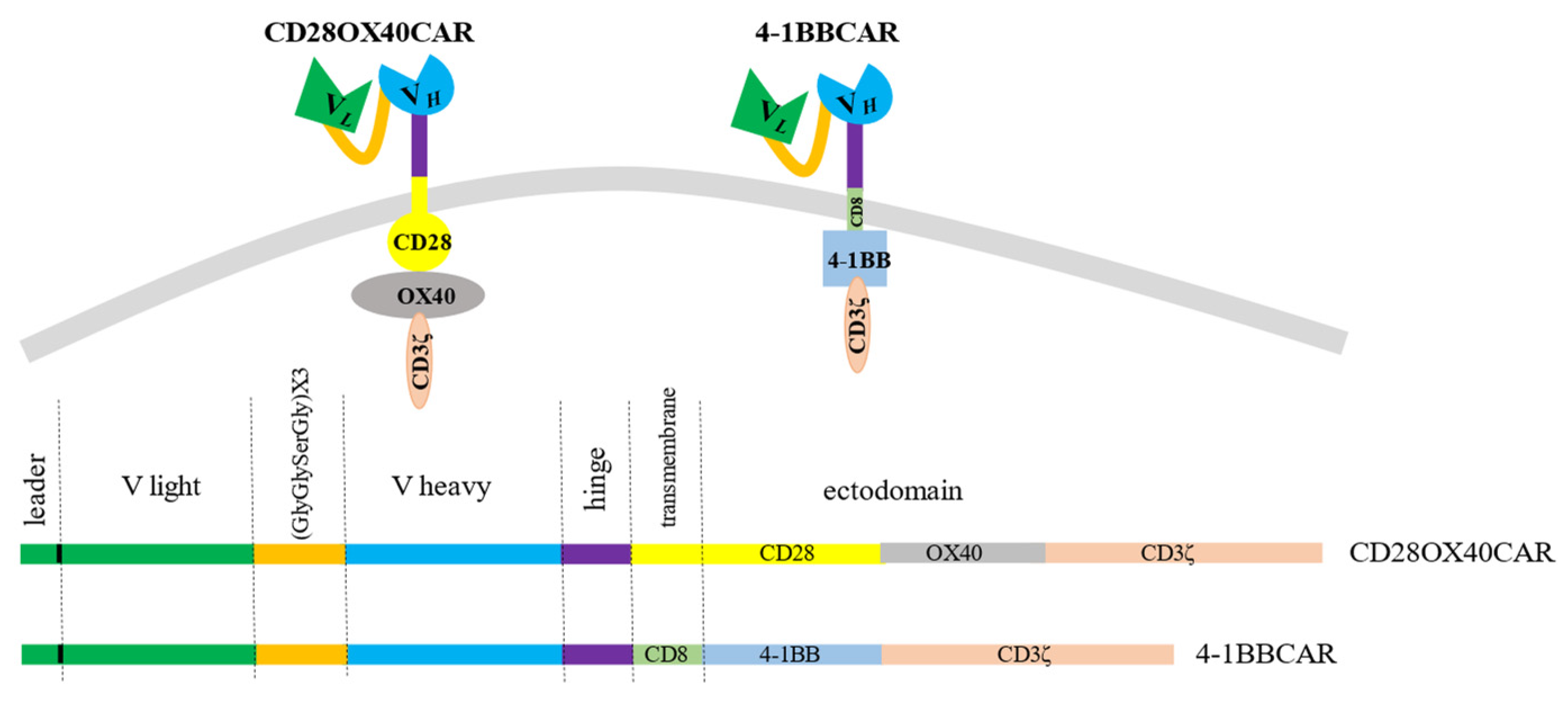 Biomedicines | Free Full-Text | Anti-Cancer Potential of Transiently