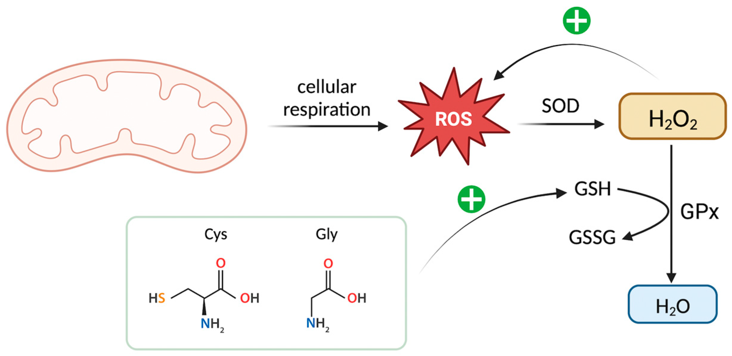 Biomedicines 11 02568 g004