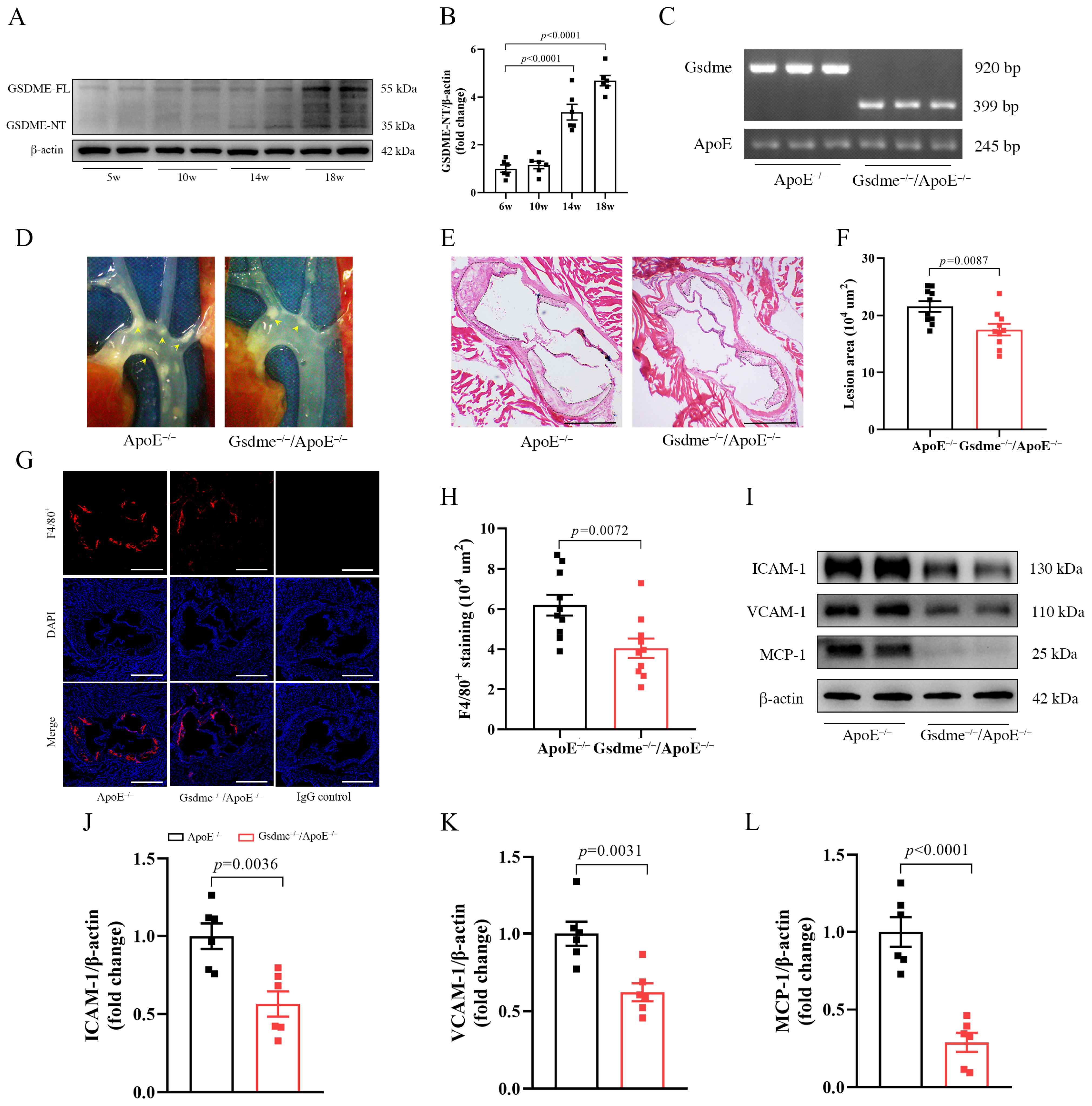 Biomedicines 11 02579 g001