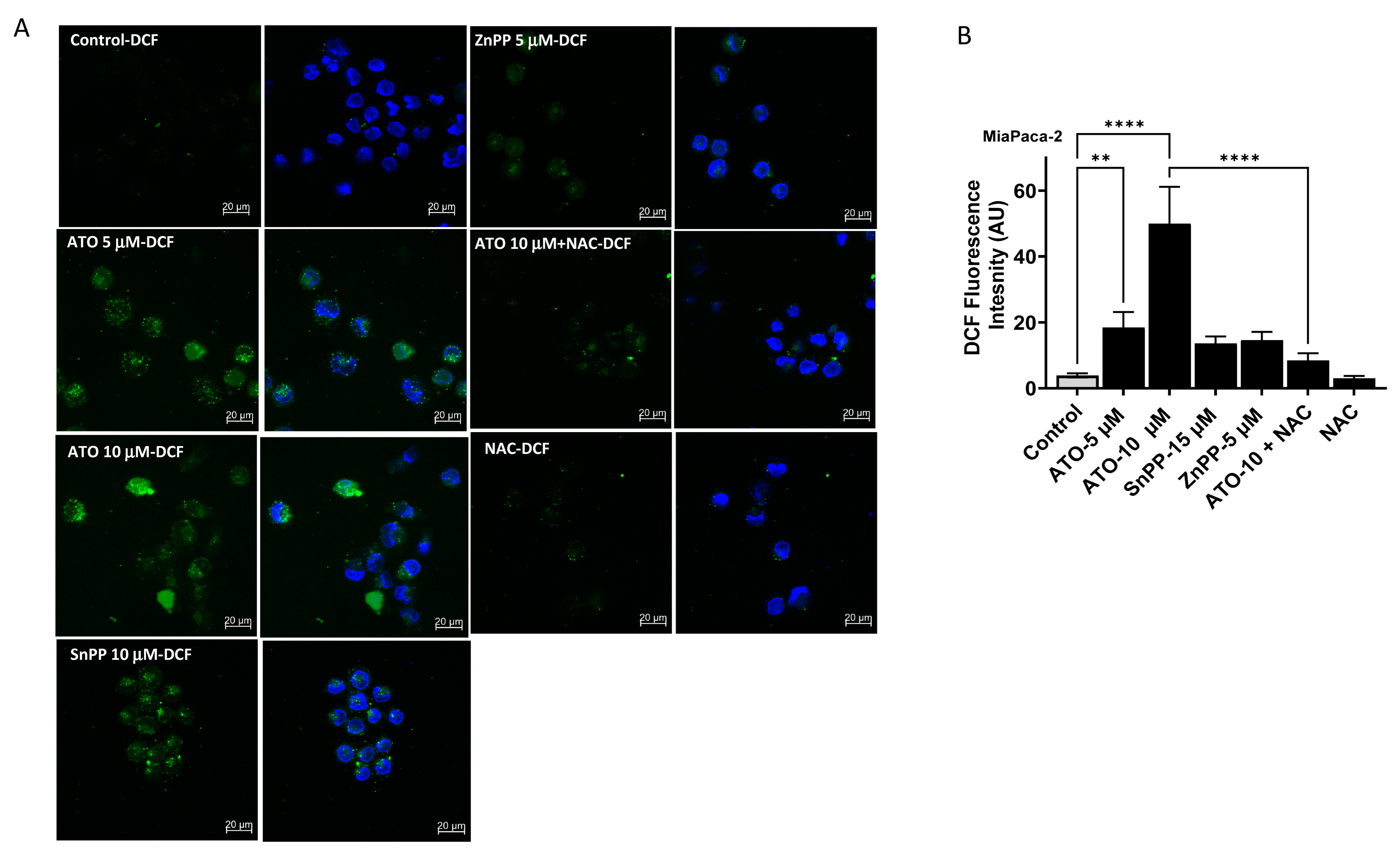 Biomedicines 11 02580 g004a
