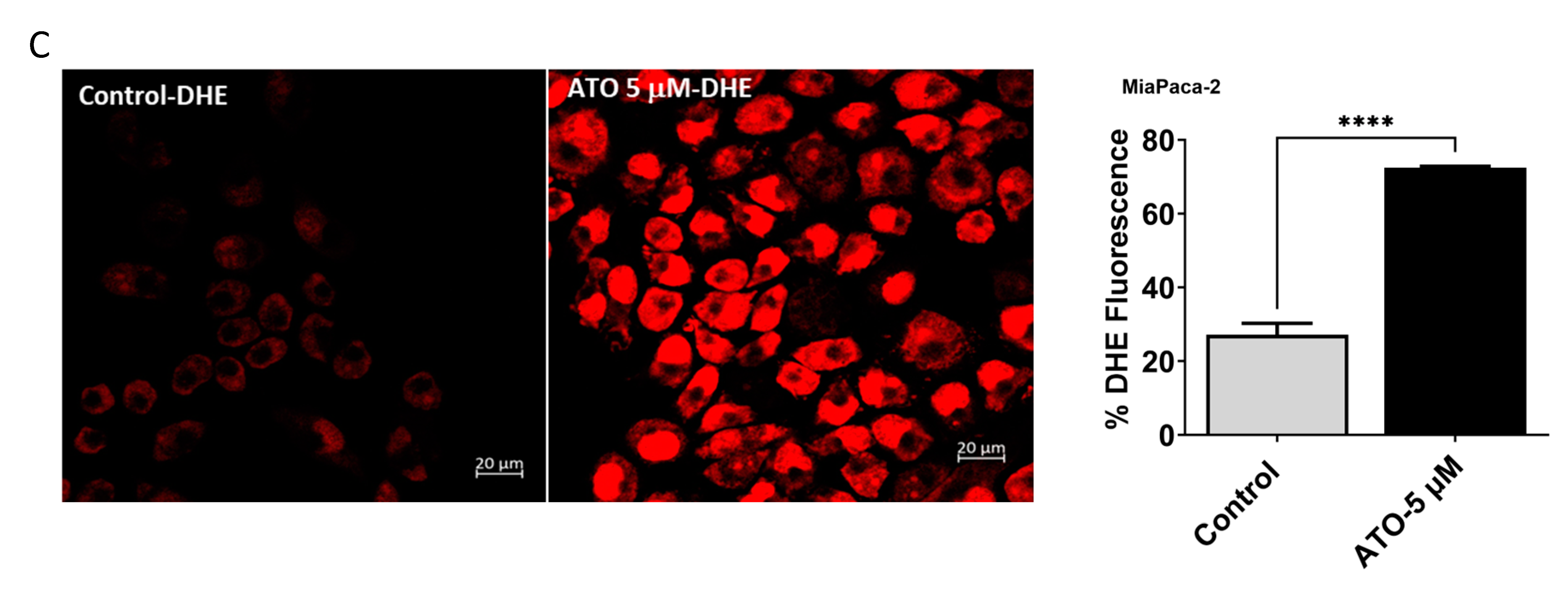 Biomedicines 11 02580 g004b