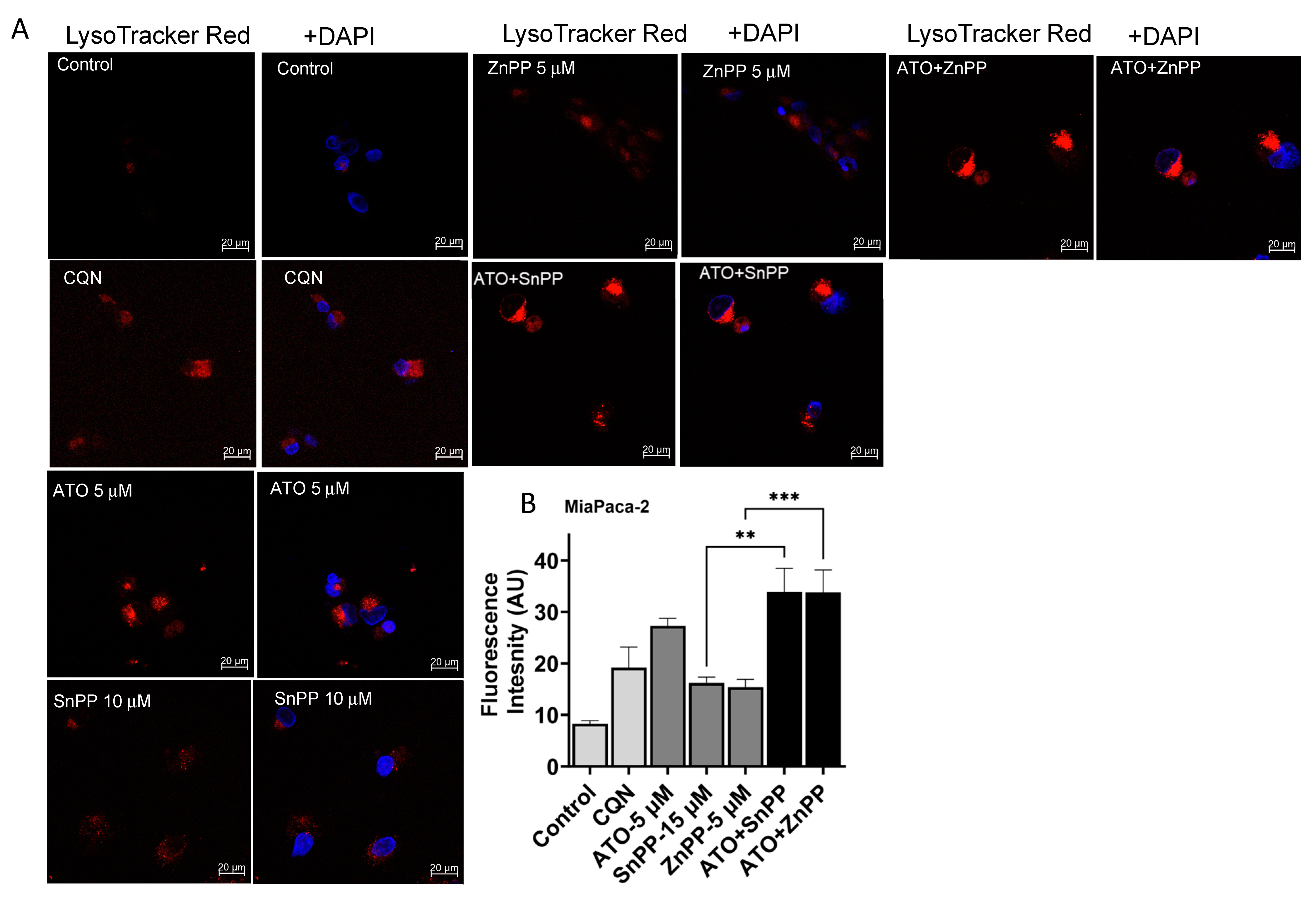 Biomedicines 11 02580 g005