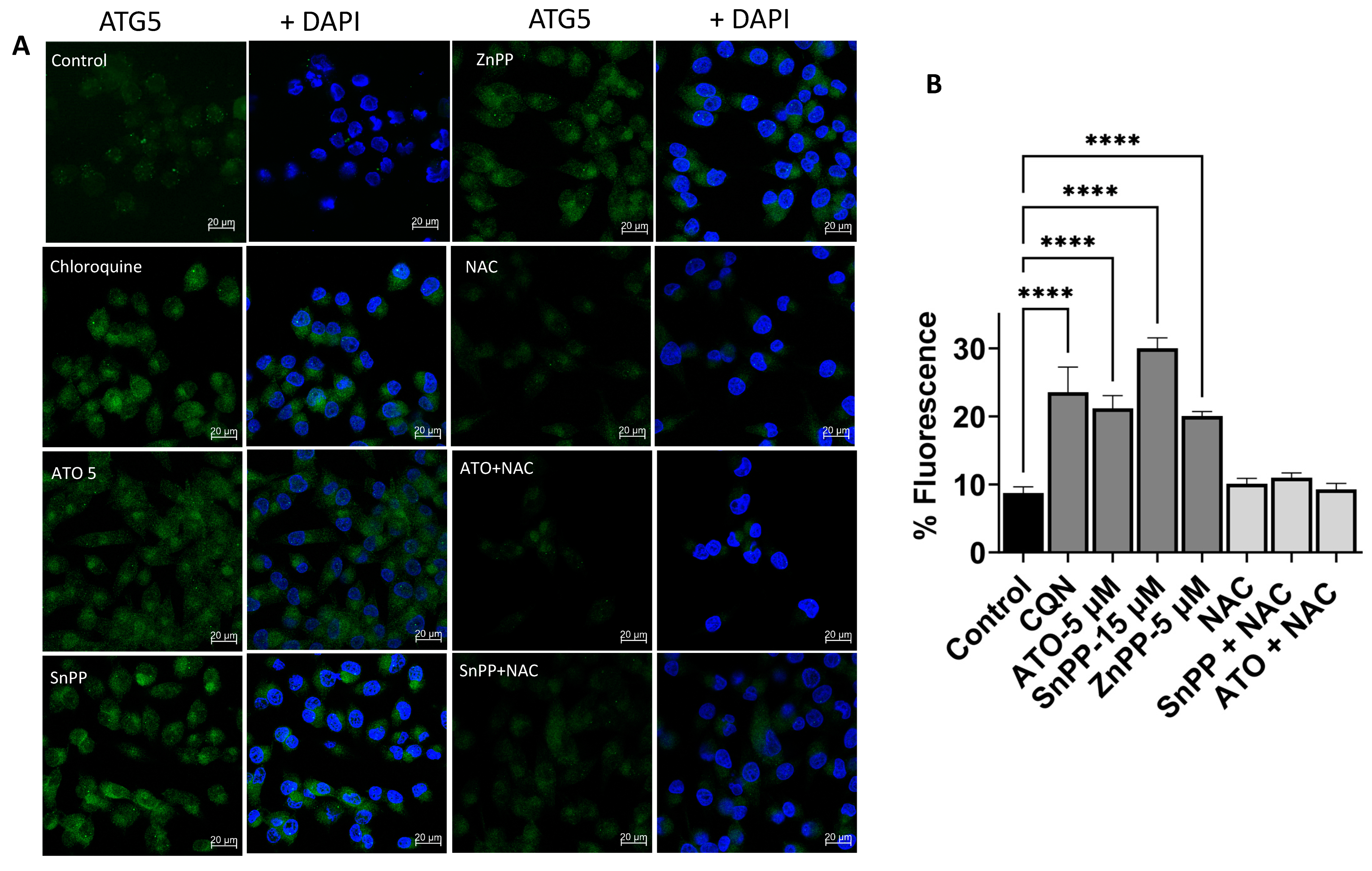 Biomedicines 11 02580 g006a