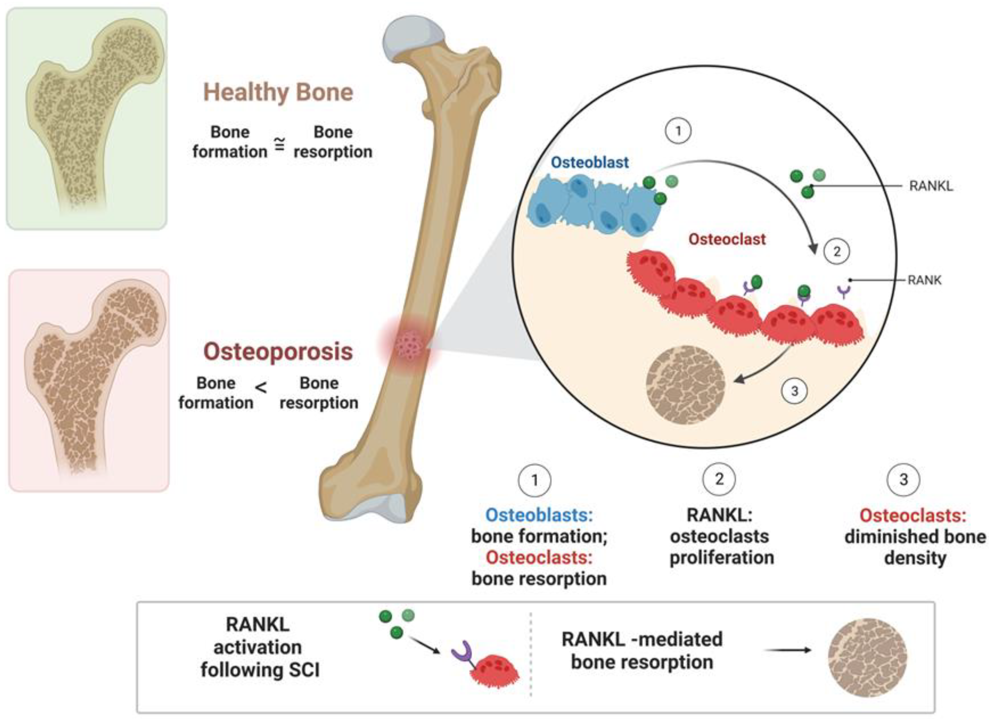 Biomedicines 11 02581 g001