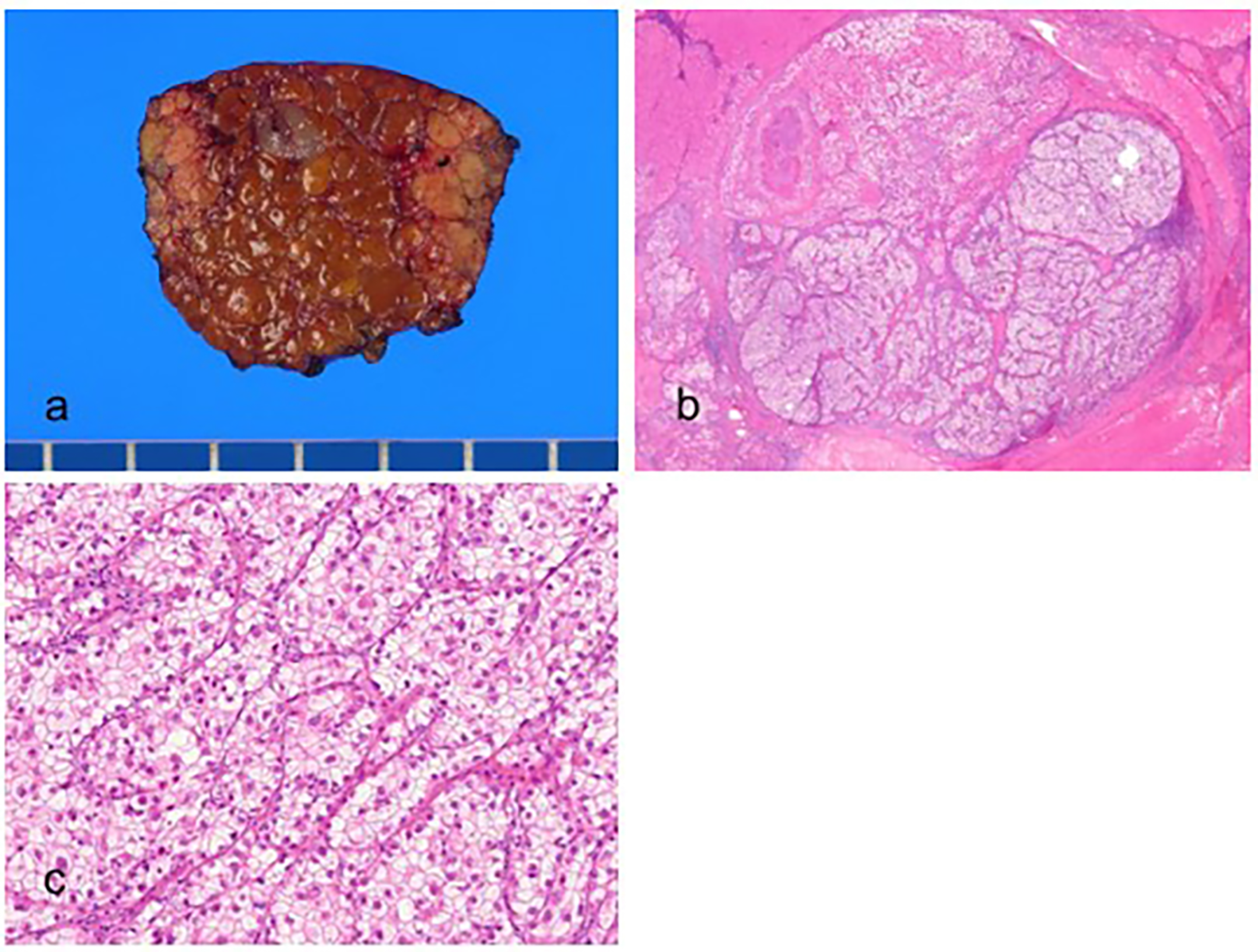 Biomedicines 11 02582 g003