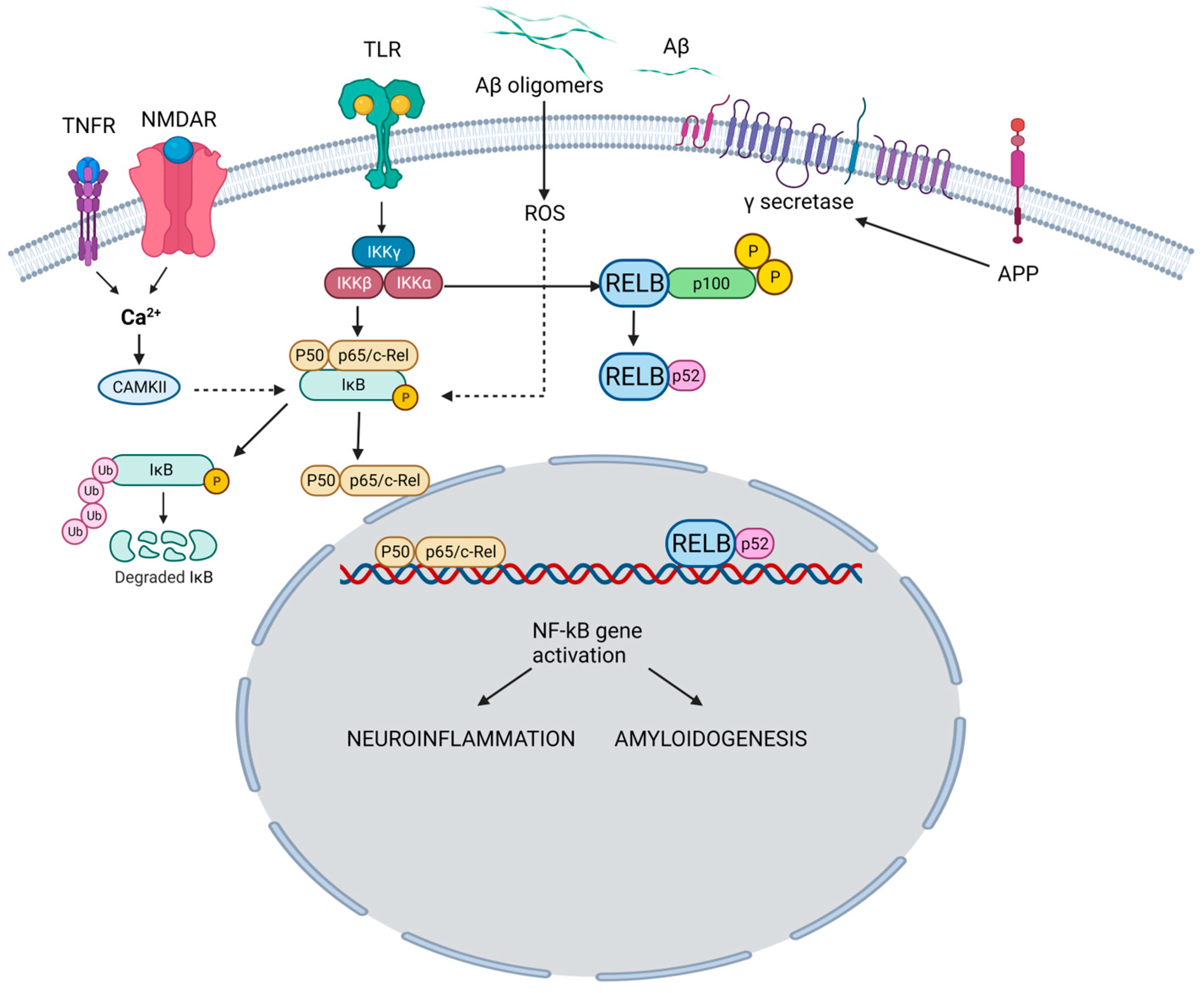 Biomedicines | Free Full-Text | NF-κB Pathway and Its 
