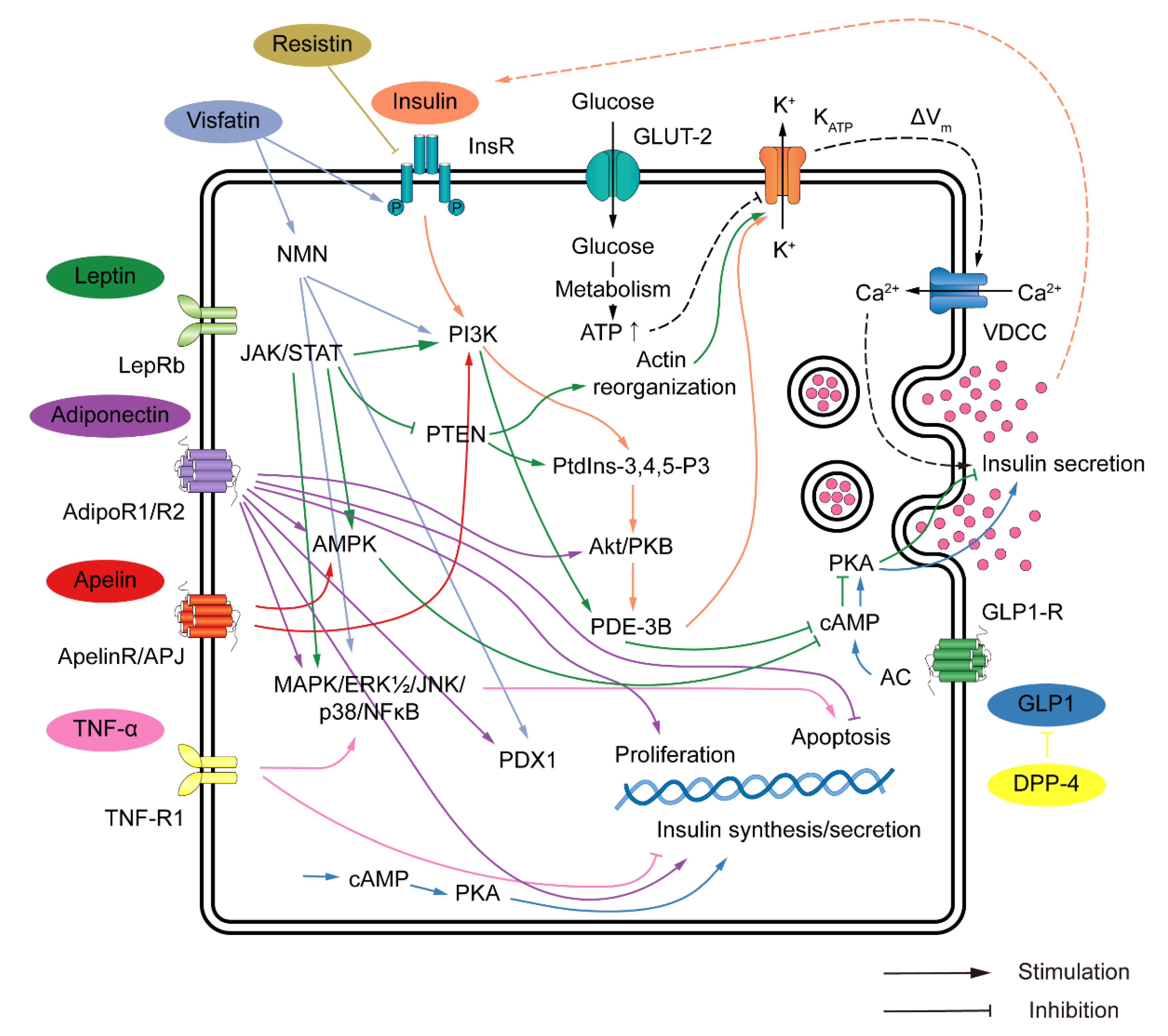 Biomedicines 11 02589 g001