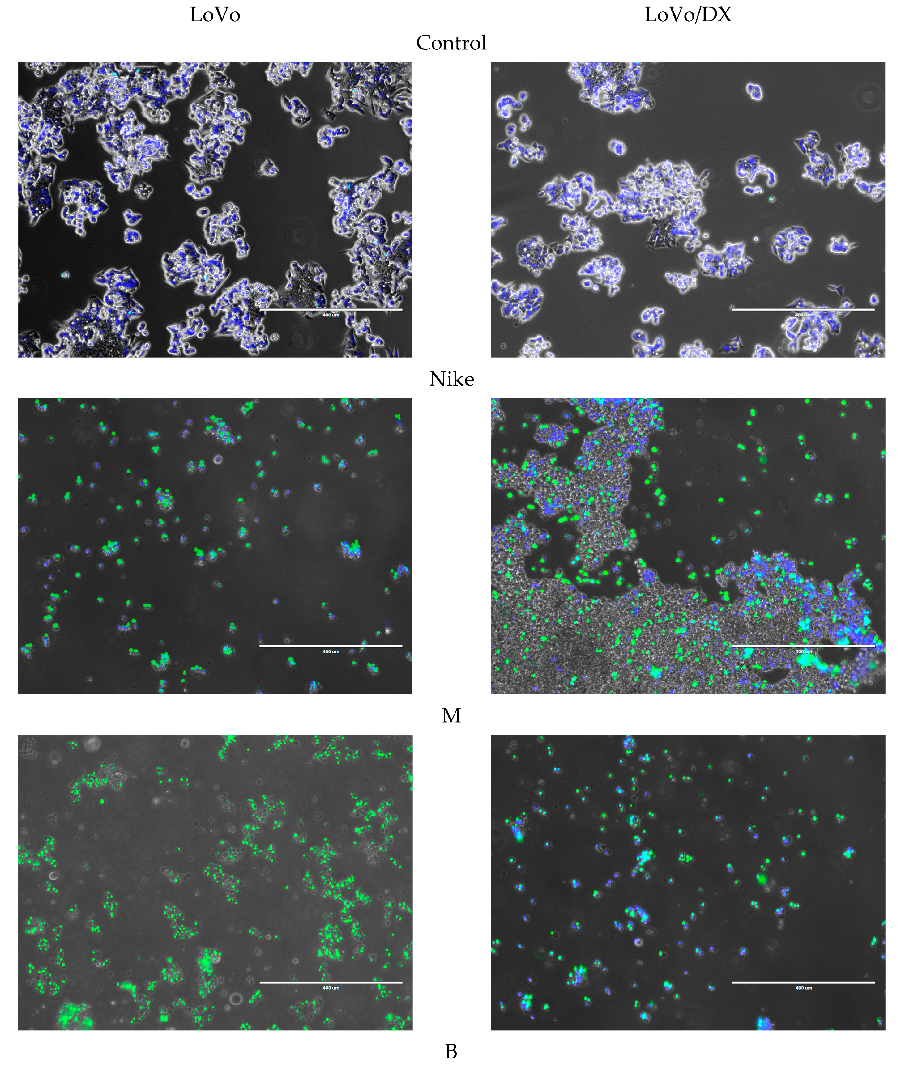 Biomedicines 11 02592 g005a