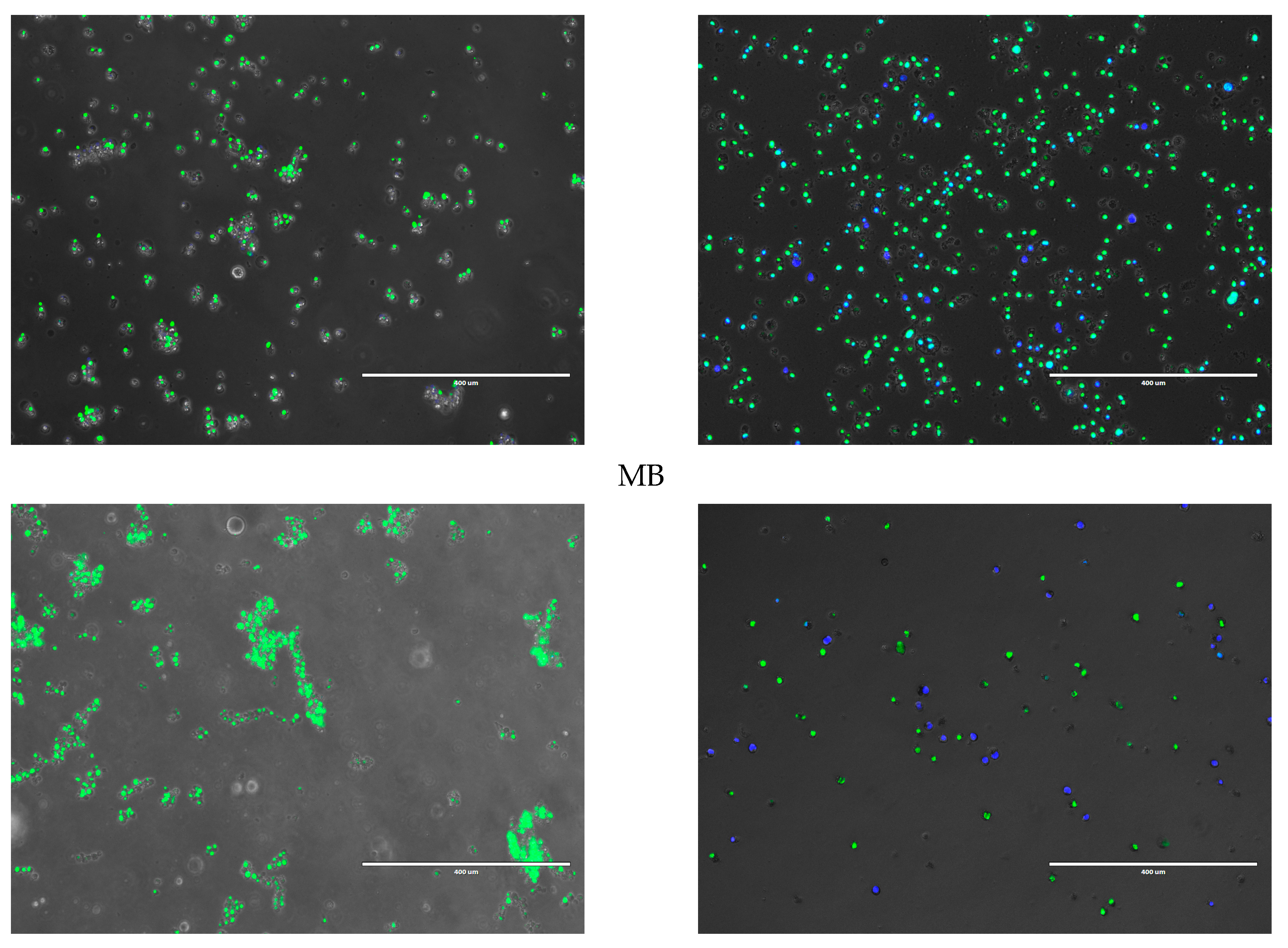 Biomedicines 11 02592 g005b