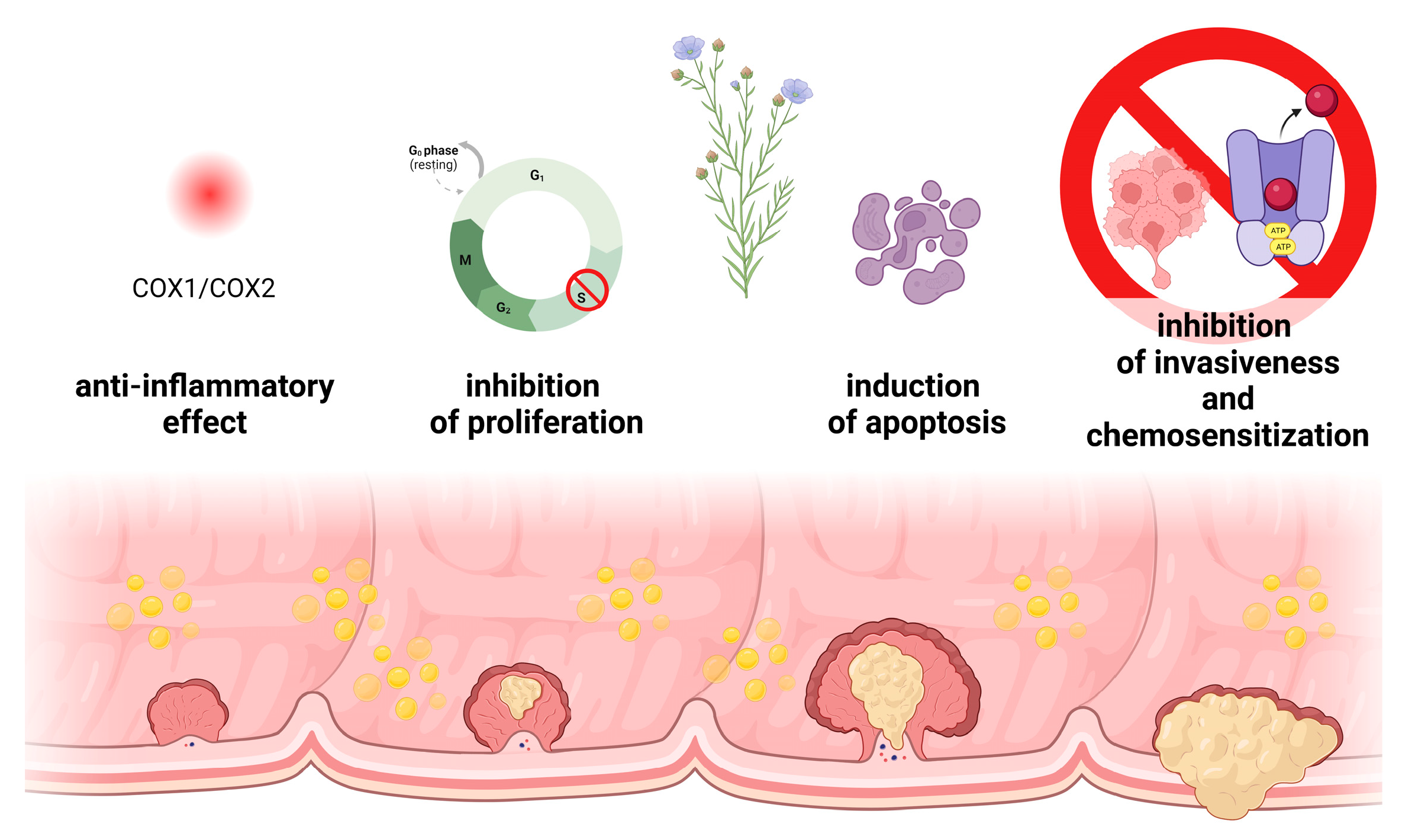 Biomedicines 11 02592 g011